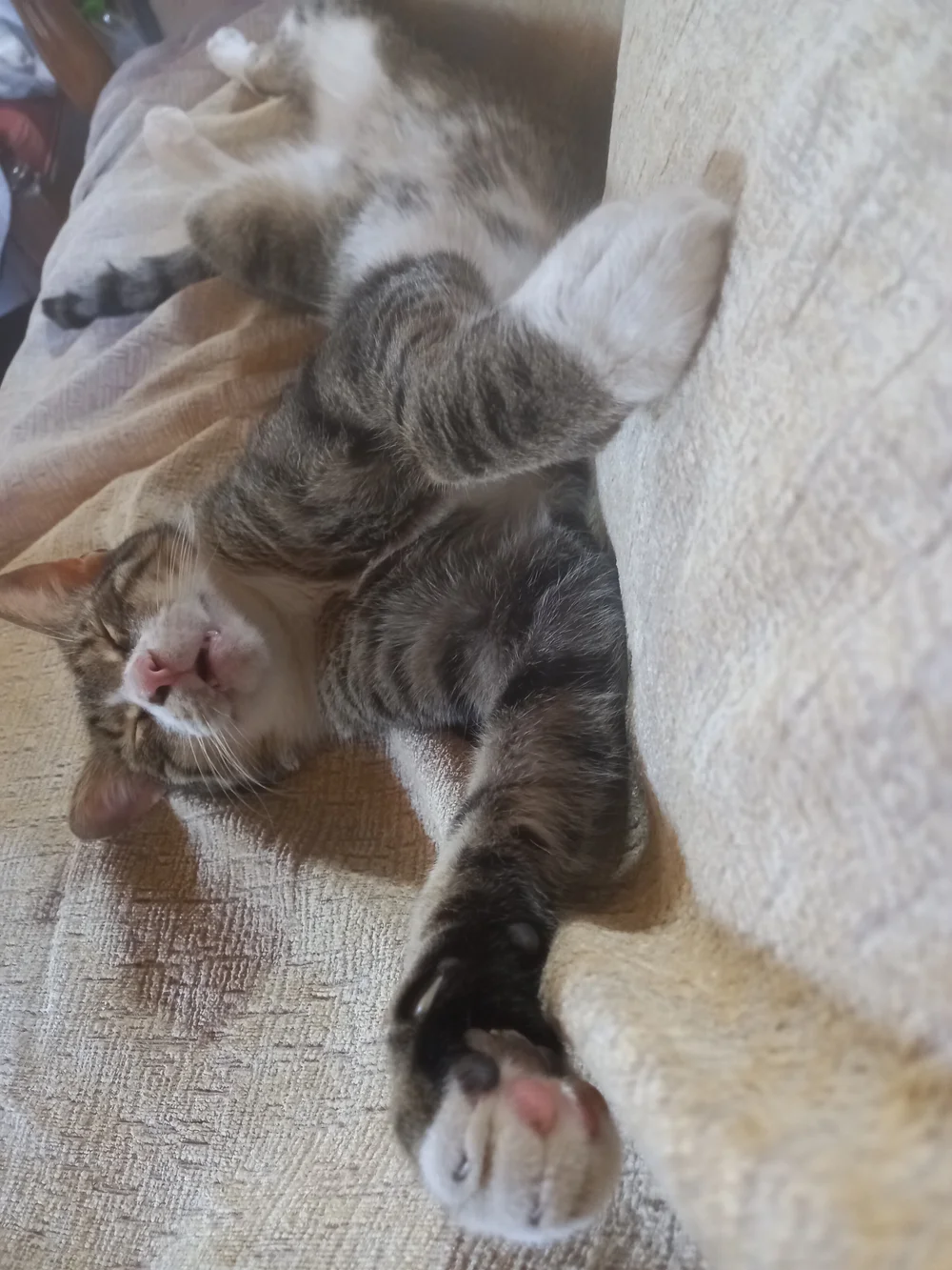 Silvia cat Dimmer.jpg