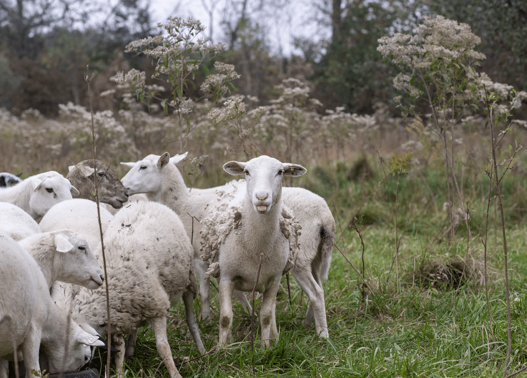 FAQs — Honey Creek Farm