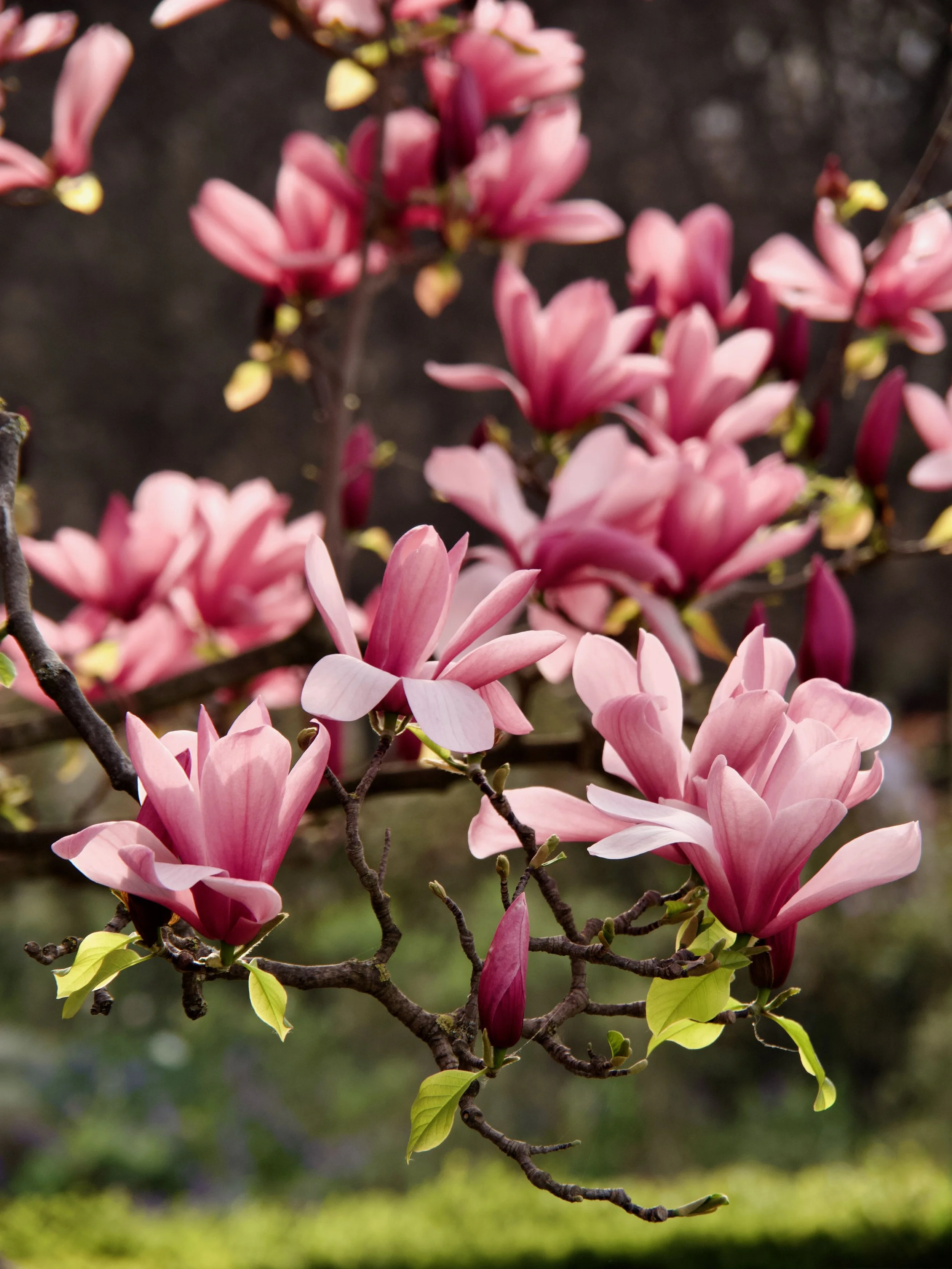 2026-03_Magnolias_01.jpeg