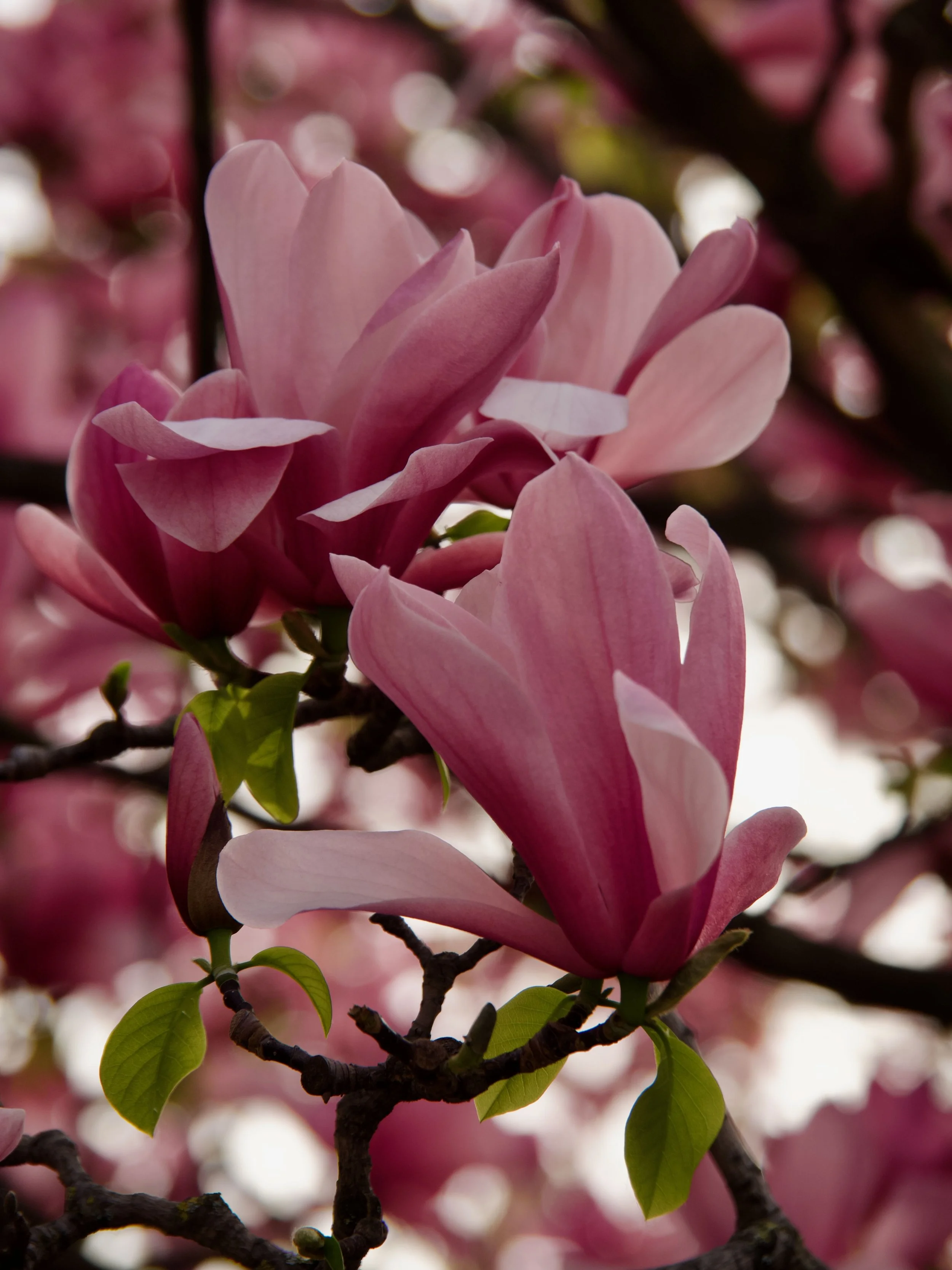 2026-03_Magnolias_03.jpeg