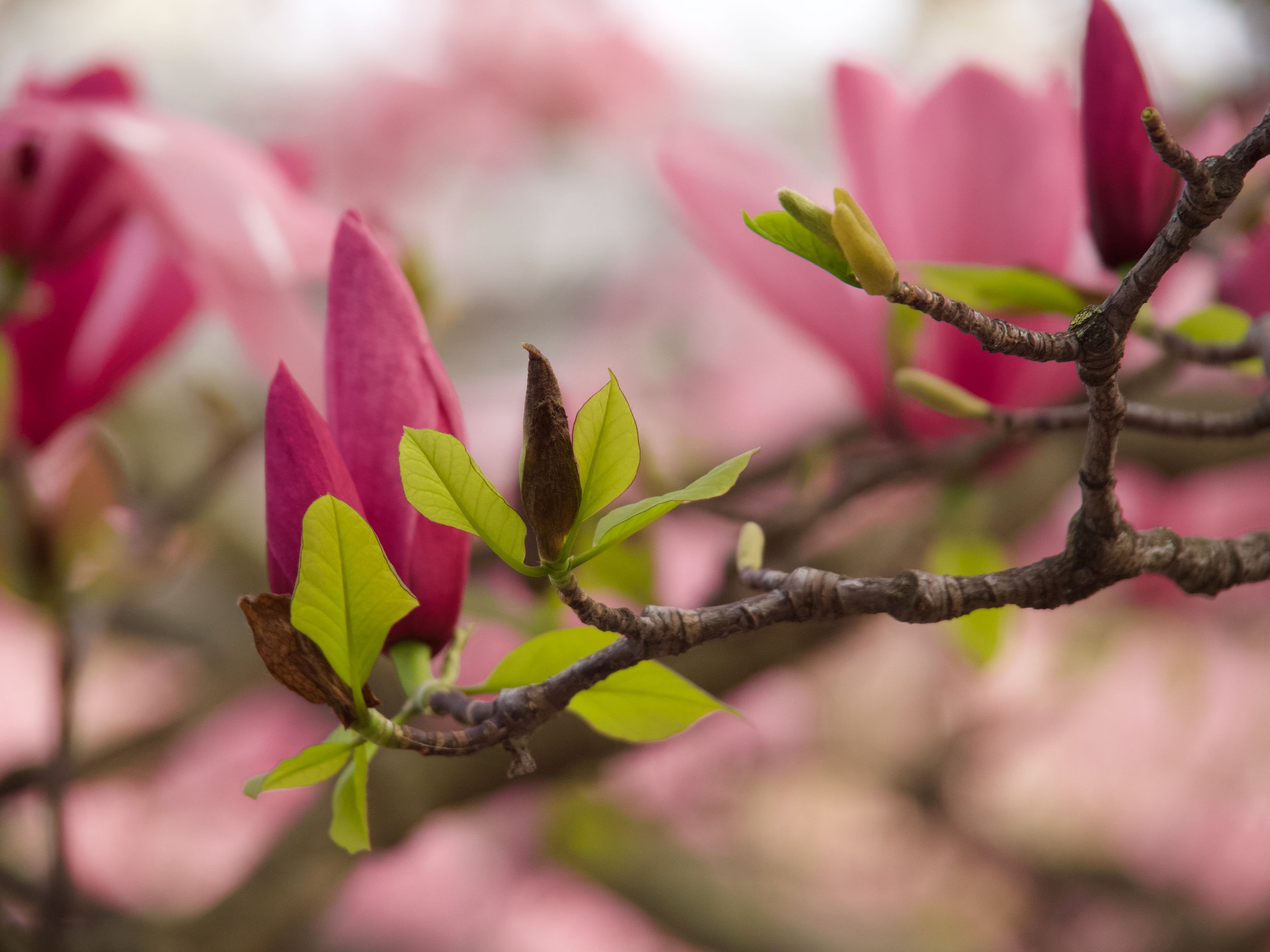 2026-03_Magnolias_05.jpeg