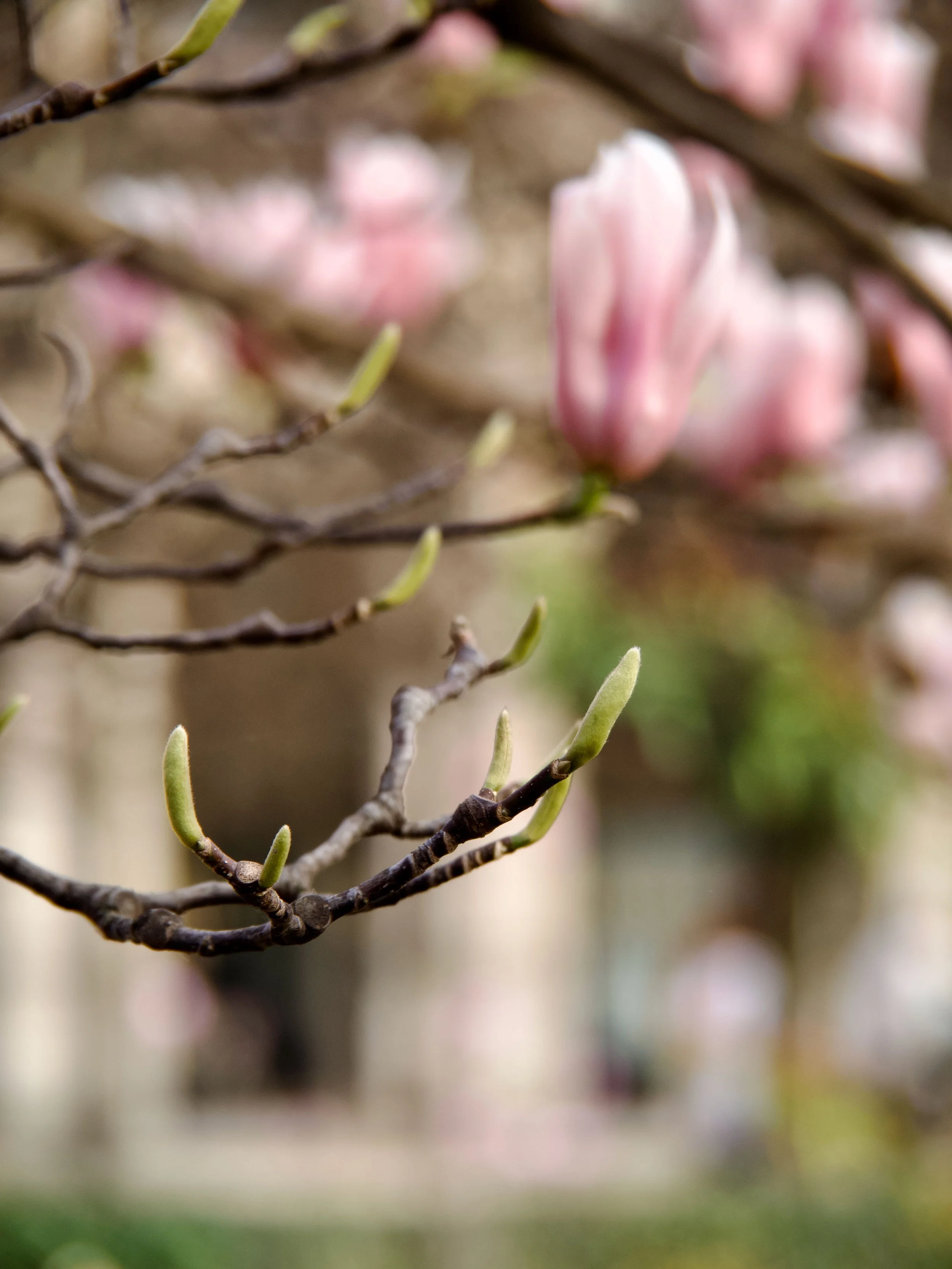 2026-03_Magnolias_09.jpeg