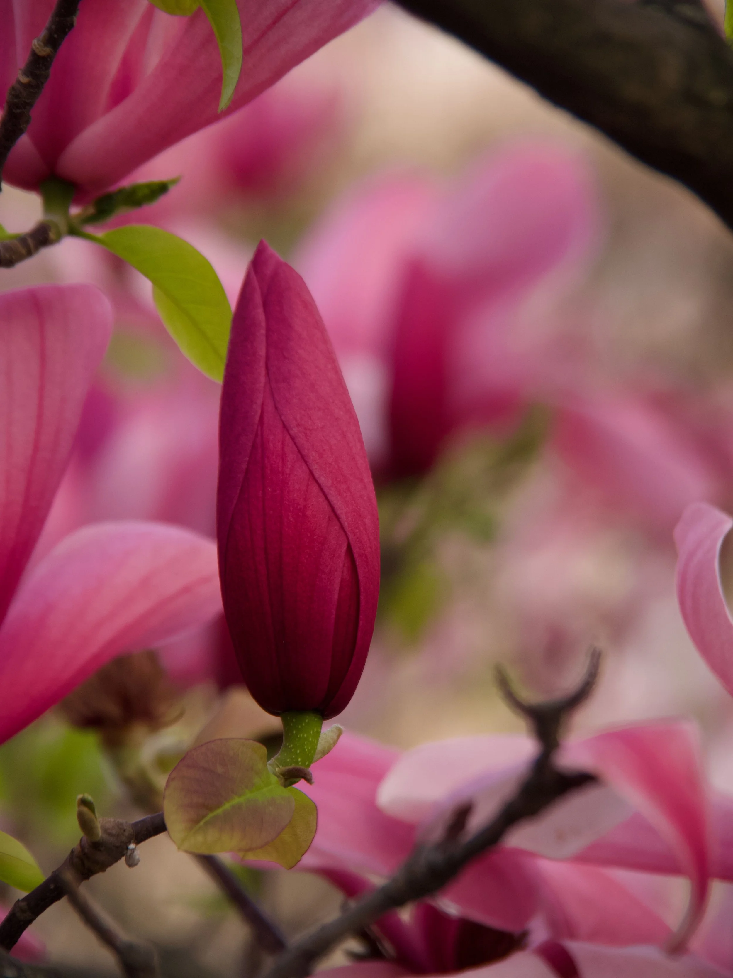 2026-03_Magnolias_10.jpeg