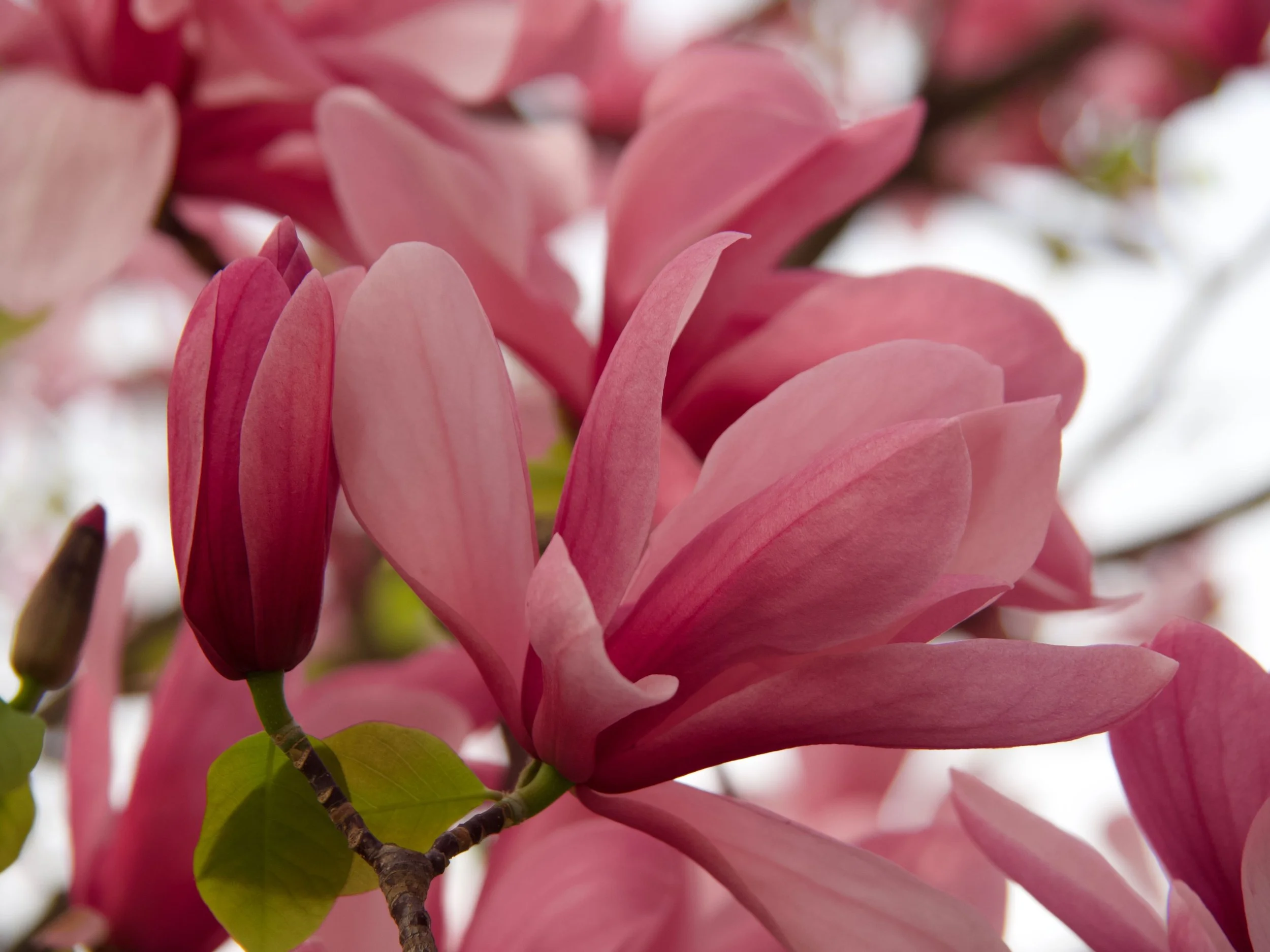 2026-03_Magnolias_13.jpeg
