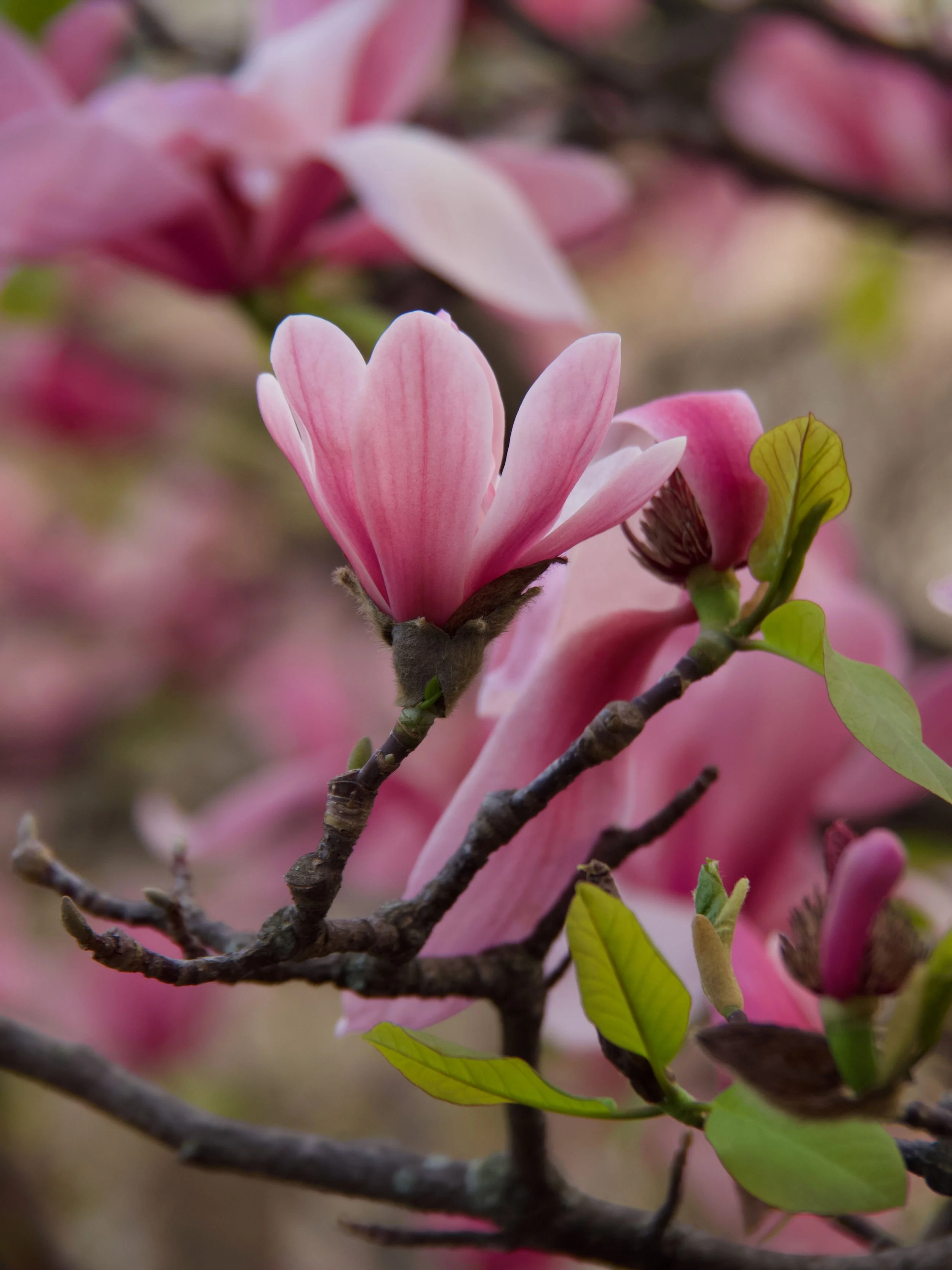 2026-03_Magnolias_16.jpeg