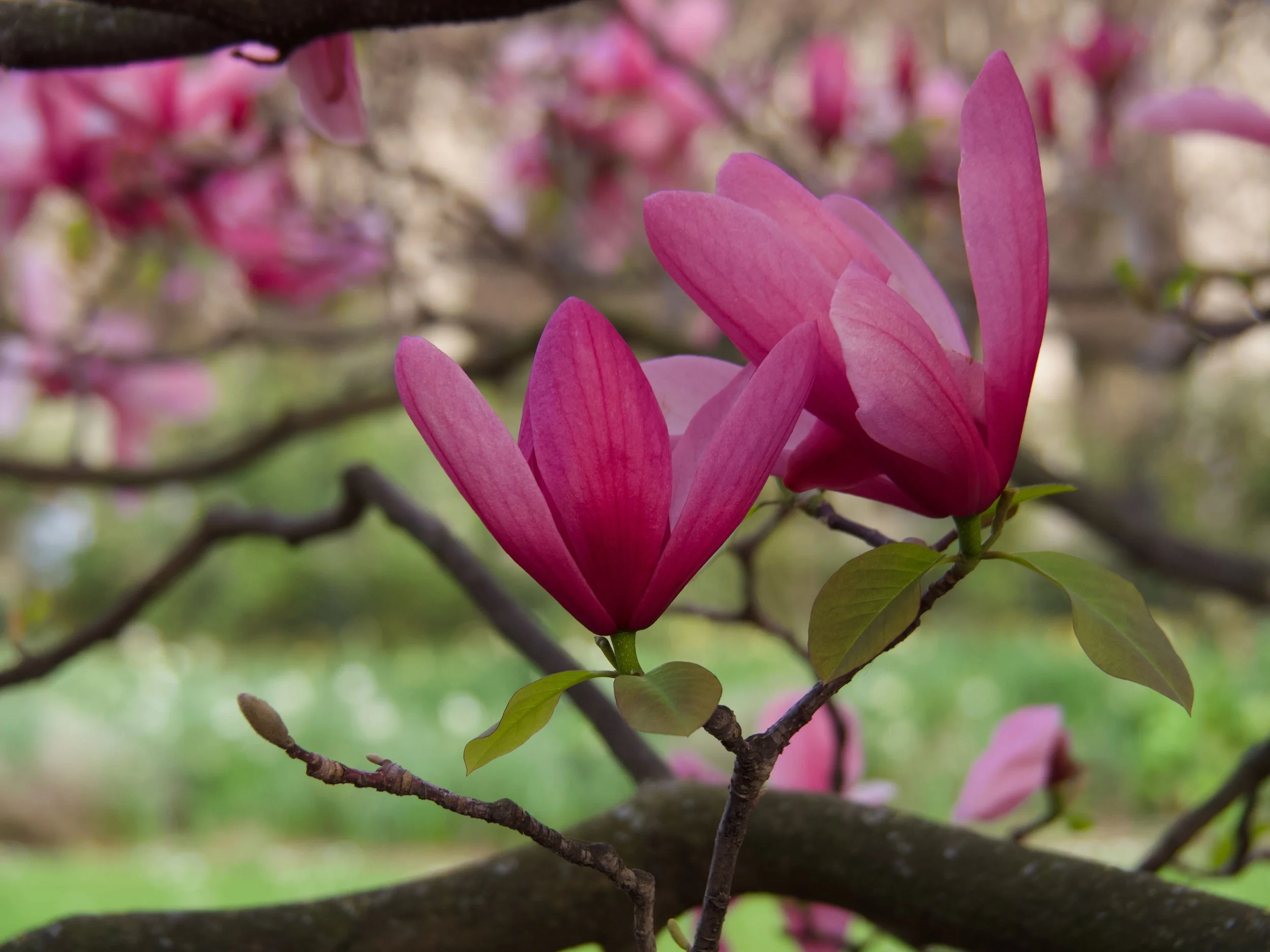 2026-03_Magnolias_17.jpeg