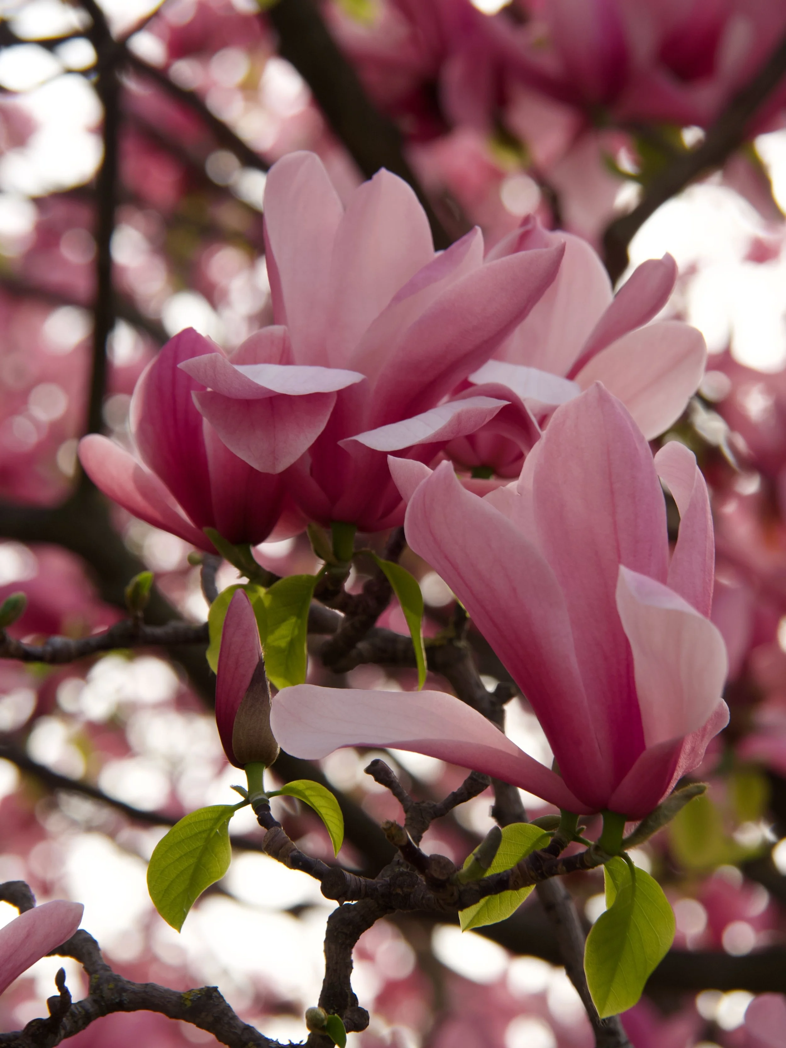 2026-03_Magnolias_18.jpeg