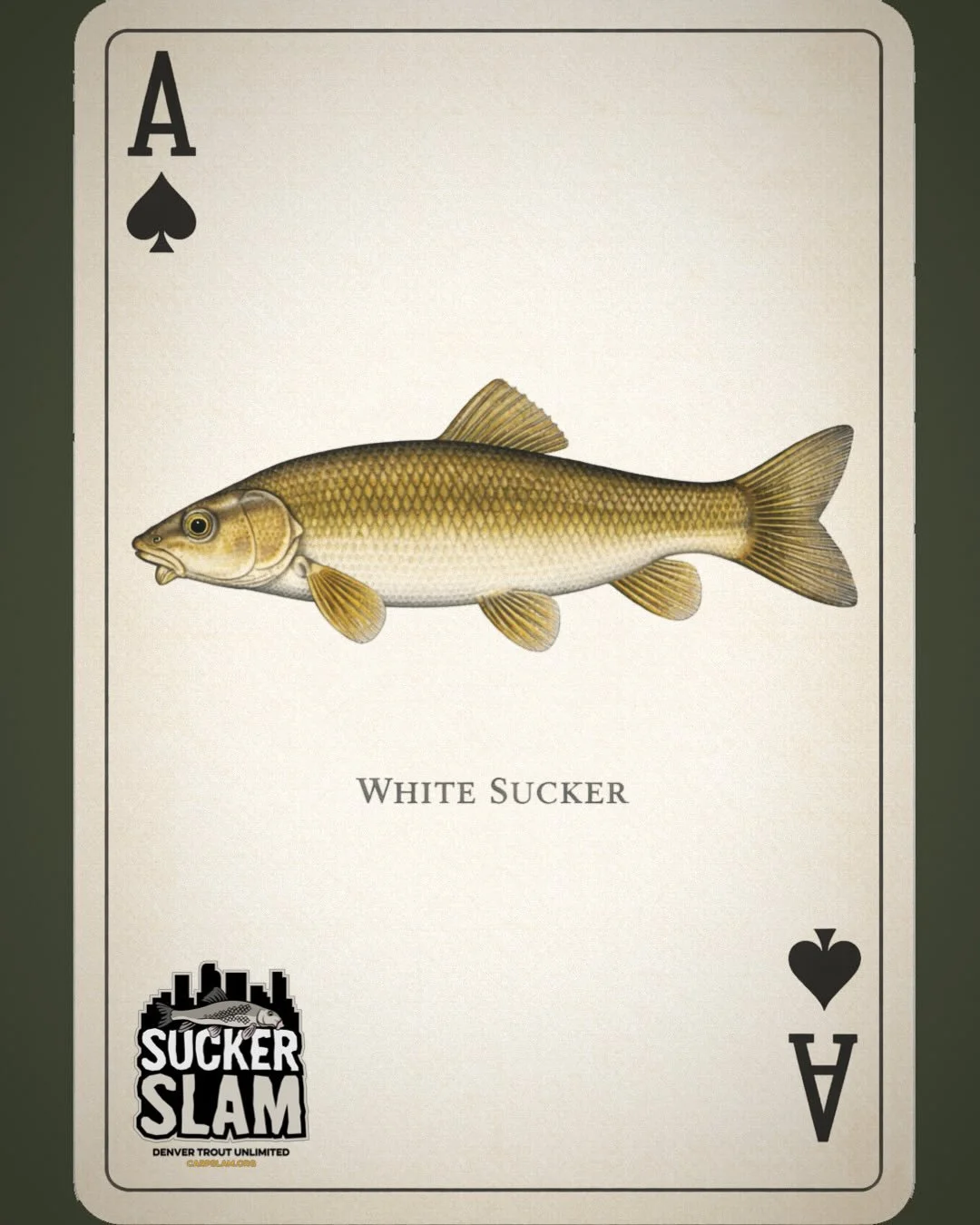 The river is full of fish. Time to celebrate all of them.

The Denver Trout Unlimited Sucker Slam returns this spring with a multi-species twist. Suckers still take the crown, but now carp, trout, bass, catfish, and other South Platte residents are a