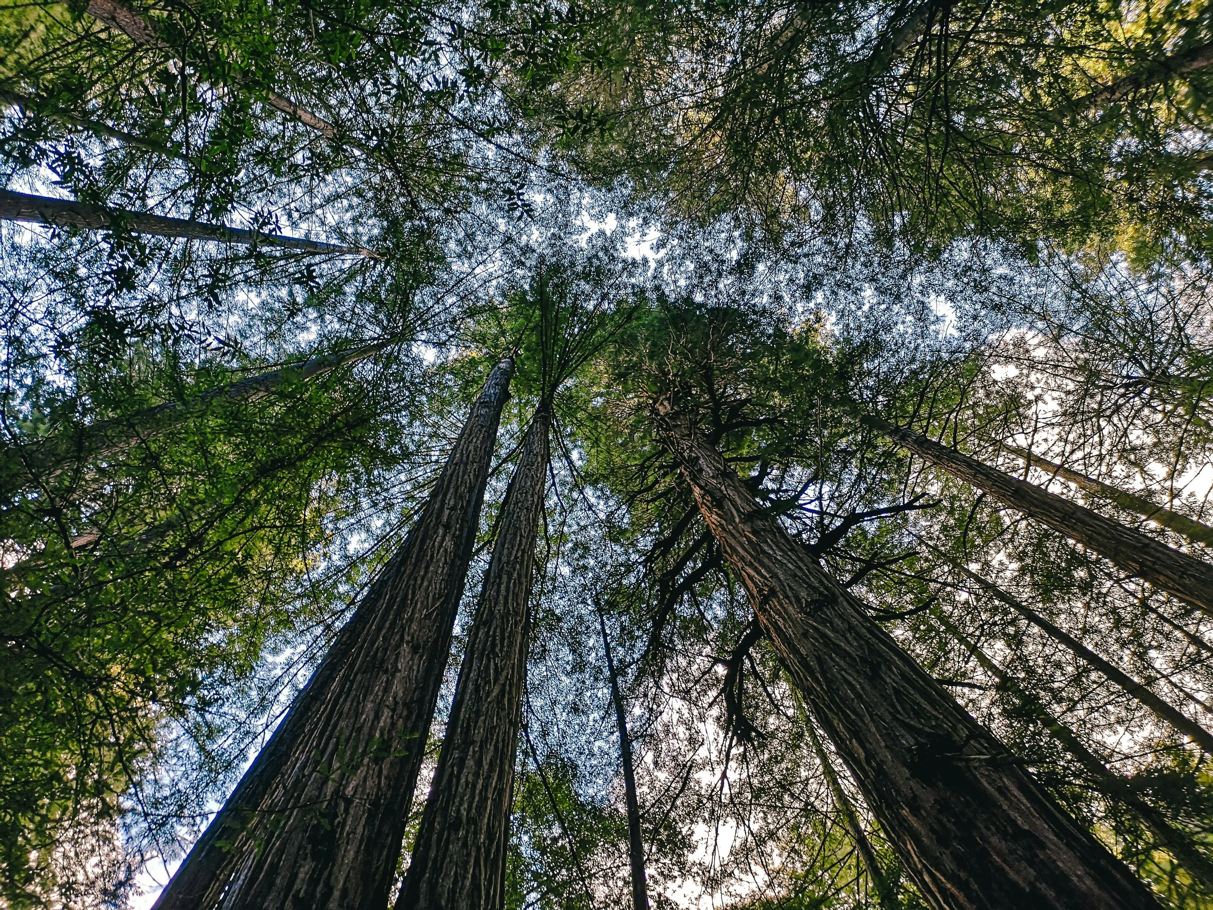 Tall trees with green leaves seen from the ground looking up towards the sky.