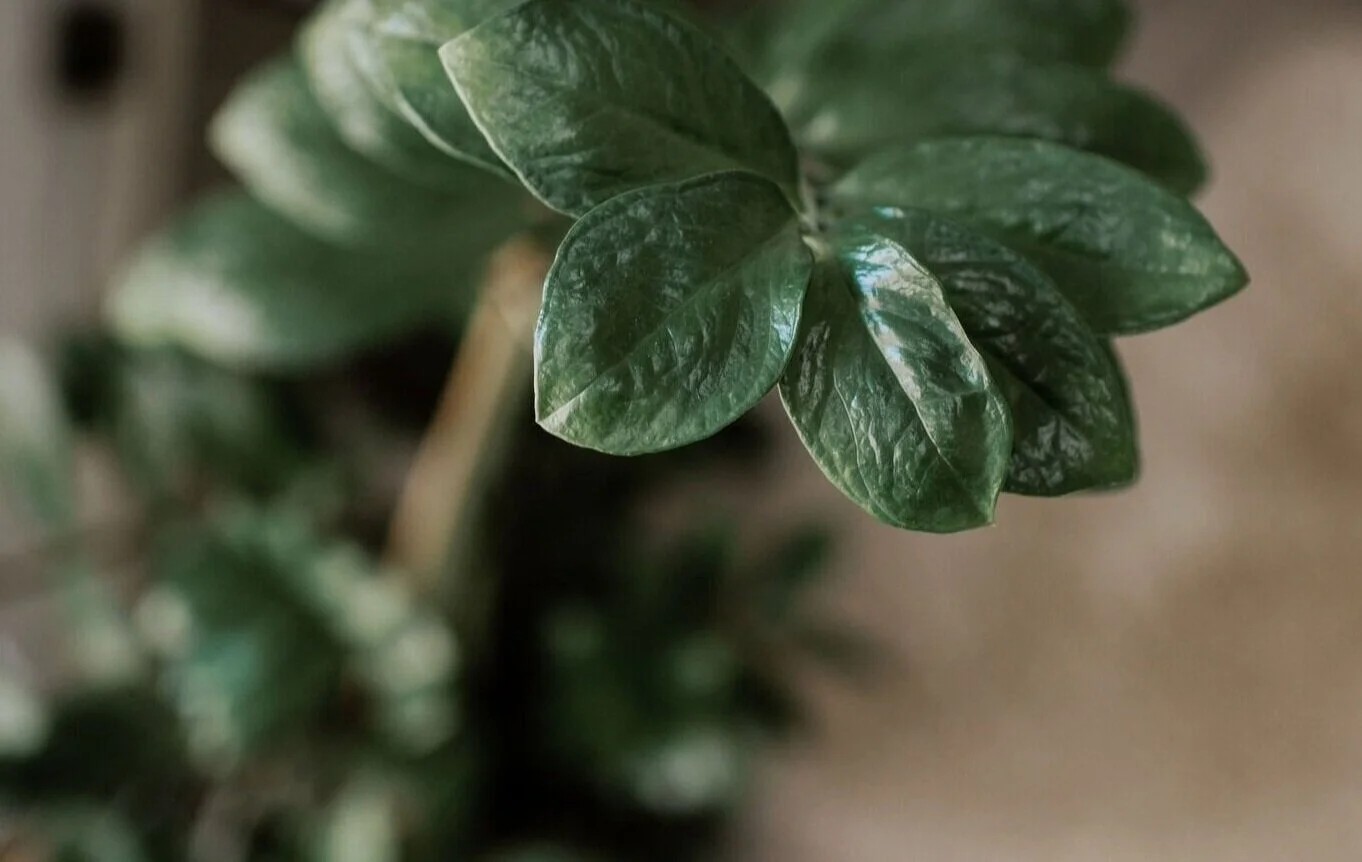 Close-up of green, glossy, oval-shaped houseplant leaves.