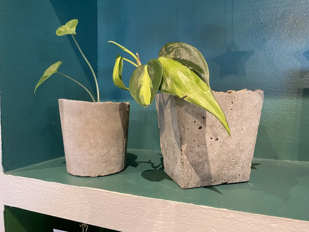 To-Go" Concrete Planters  Breeze & Branch Studio