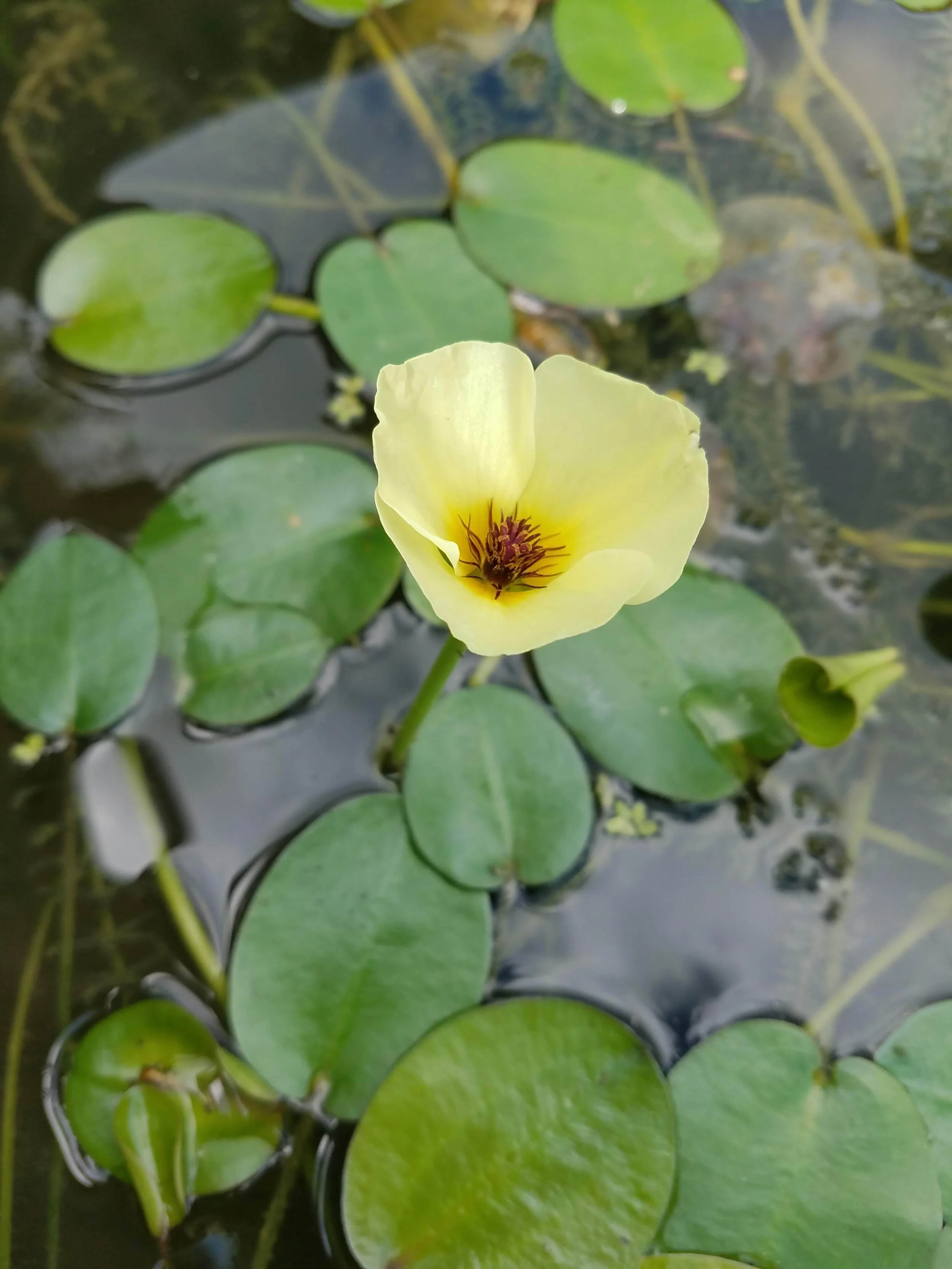 Venesuelan Poppy Yellow