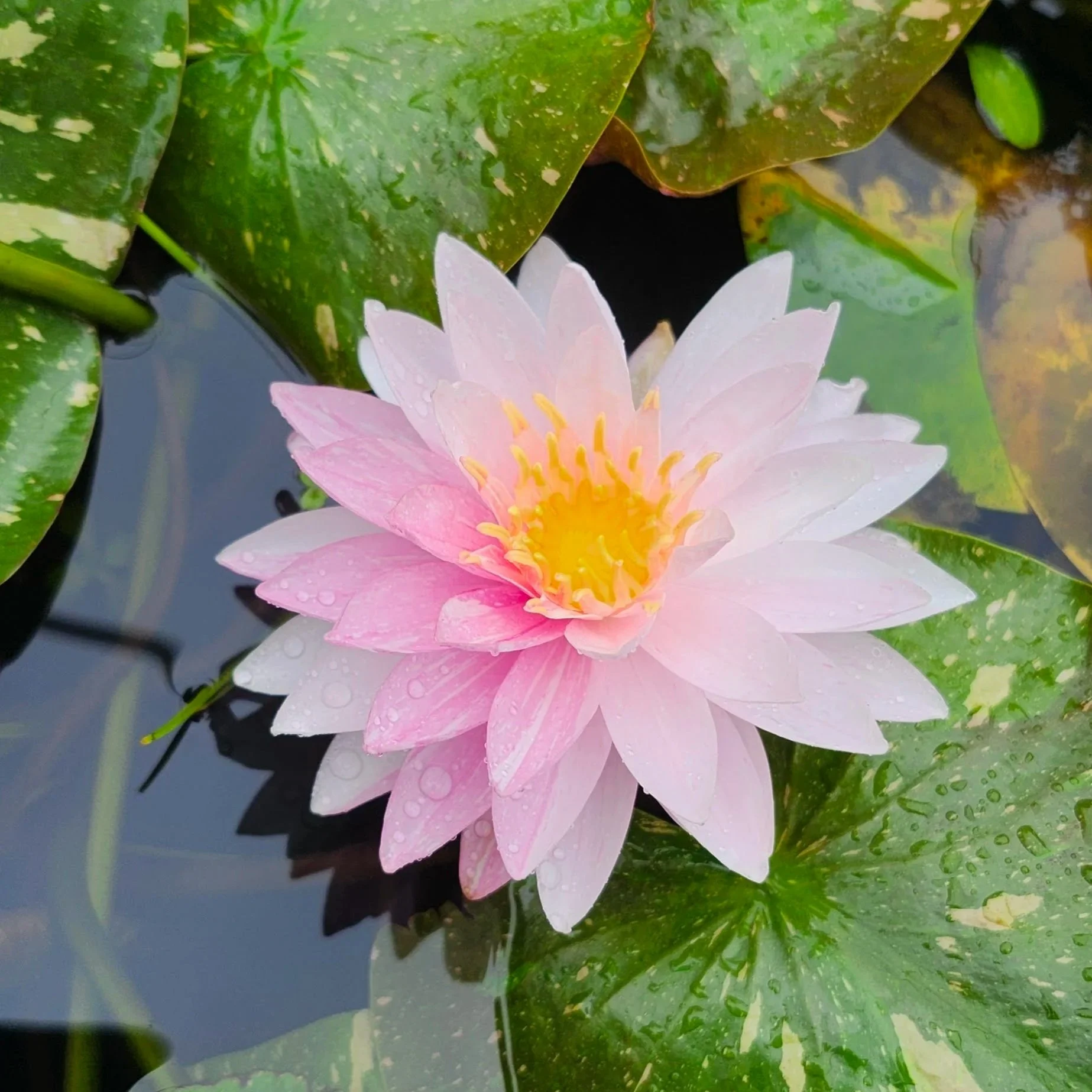 Painted+Lady+Farm+to+Market+Water+Lillies.jpg