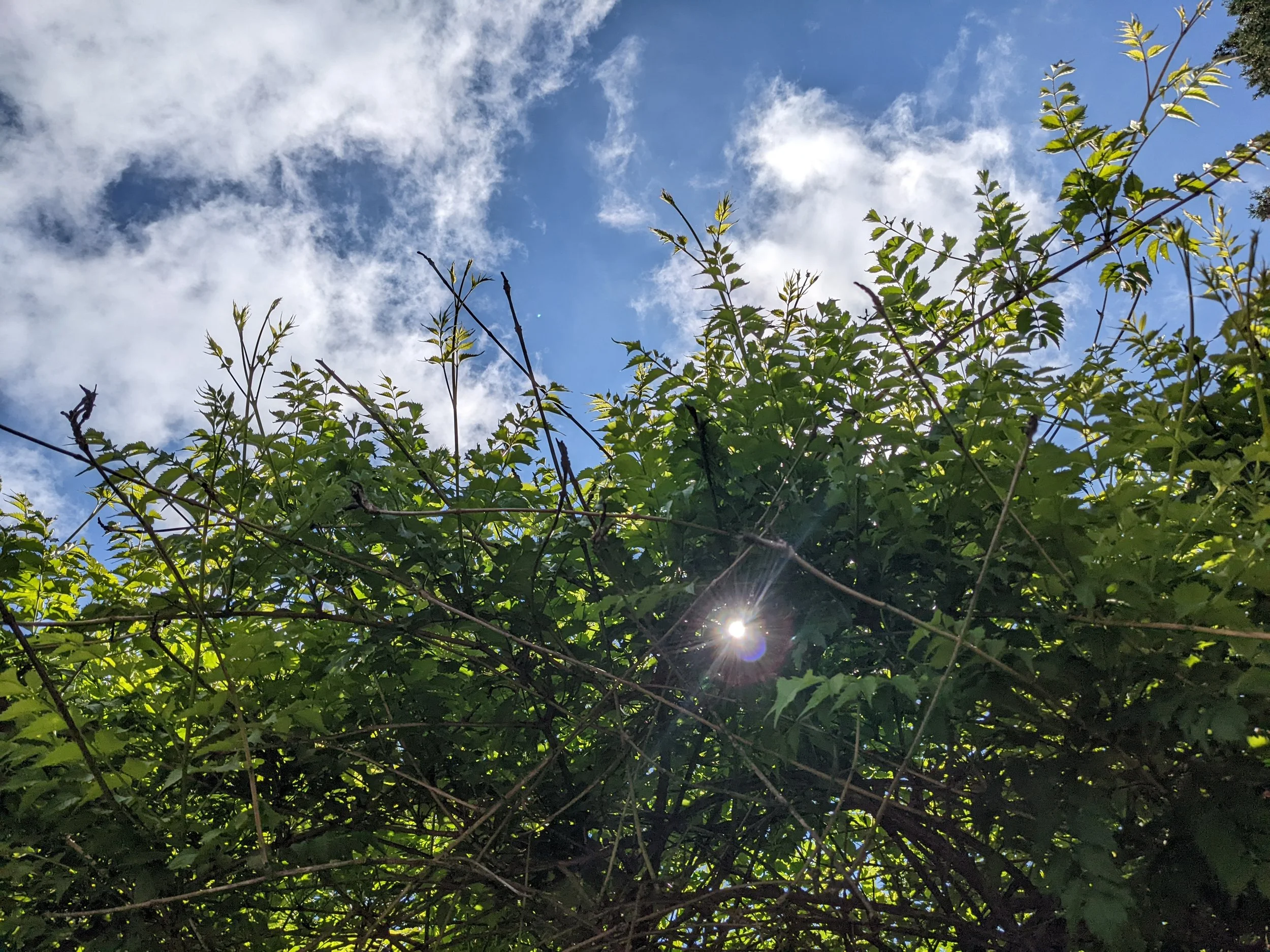 View of the sky through green leafy bushes with some clouds and sunlight peeking through.