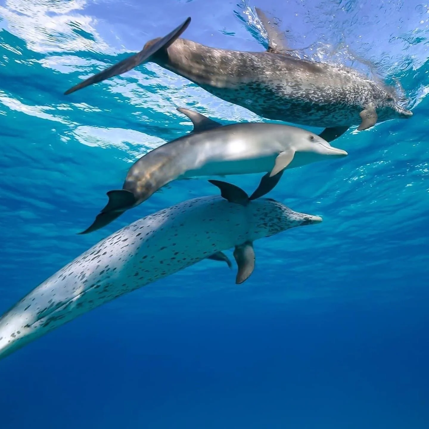 🐬 Swimming with Dolphins in Bimini!! 🐬