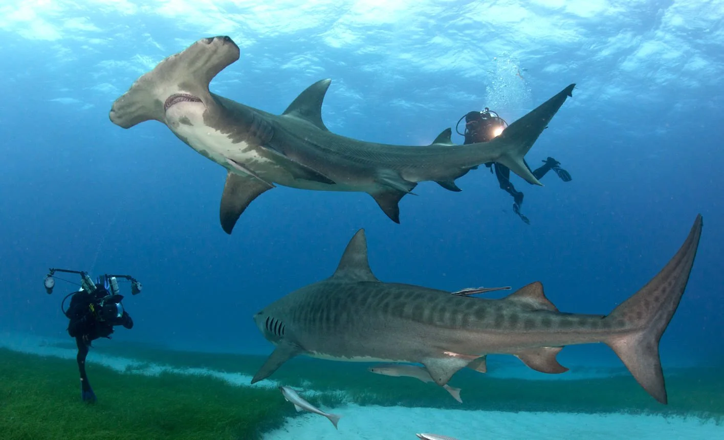 🩶🦈Tiger Beach AND Bimini Great Hammerheads!🩶🦈