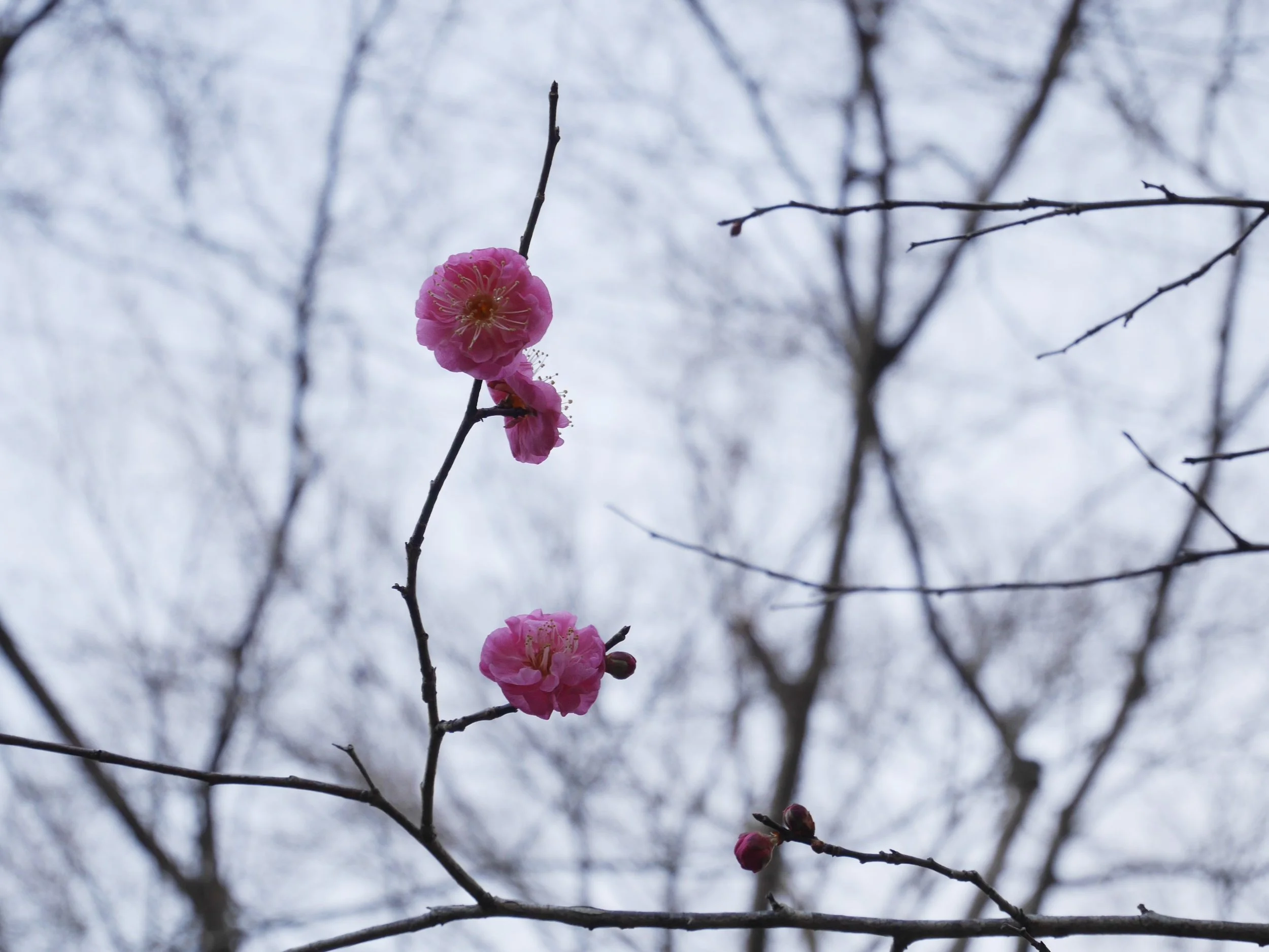 Der Frühling kommt bestimmt…