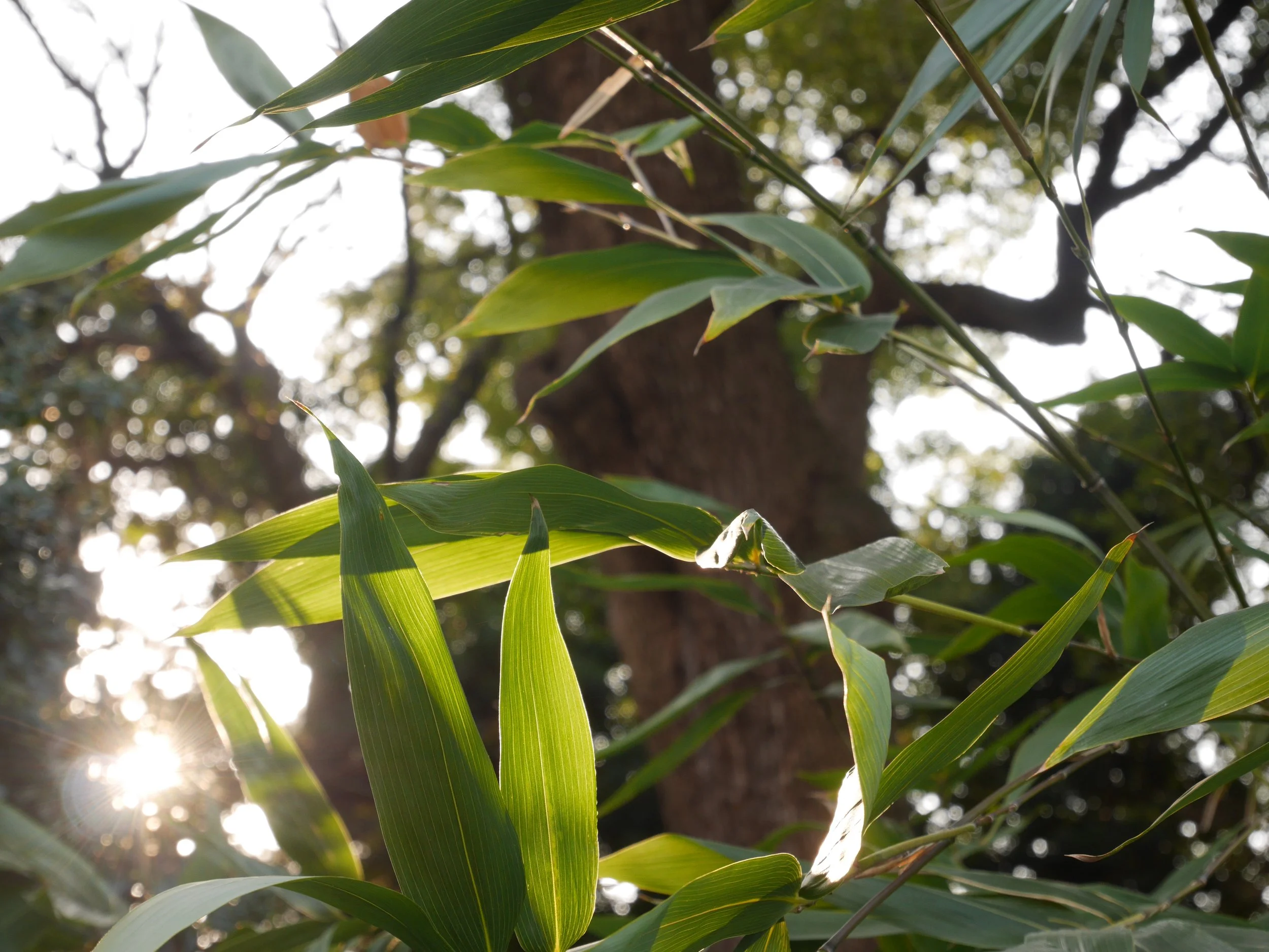 Sonnenlicht scheint durch grüne Bambusblätter.