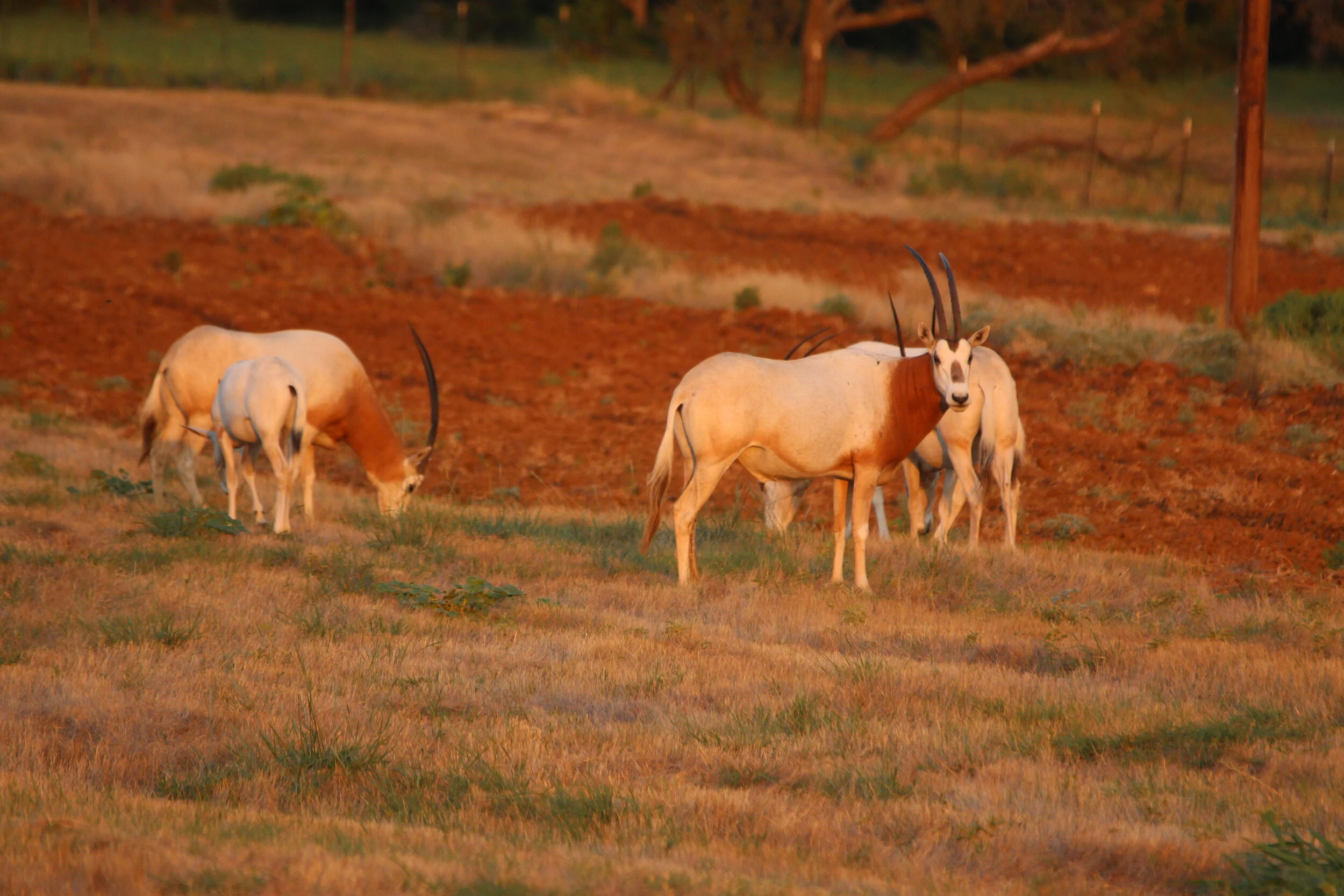 Hunting Ranch - Wichita Falls — Miller Double A Ranch