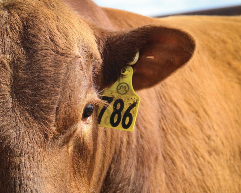 To Gain is to Reign at Midland Bull Test