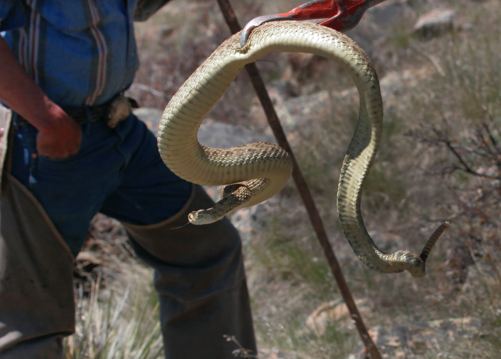 Snake, Rattle and Whoa!