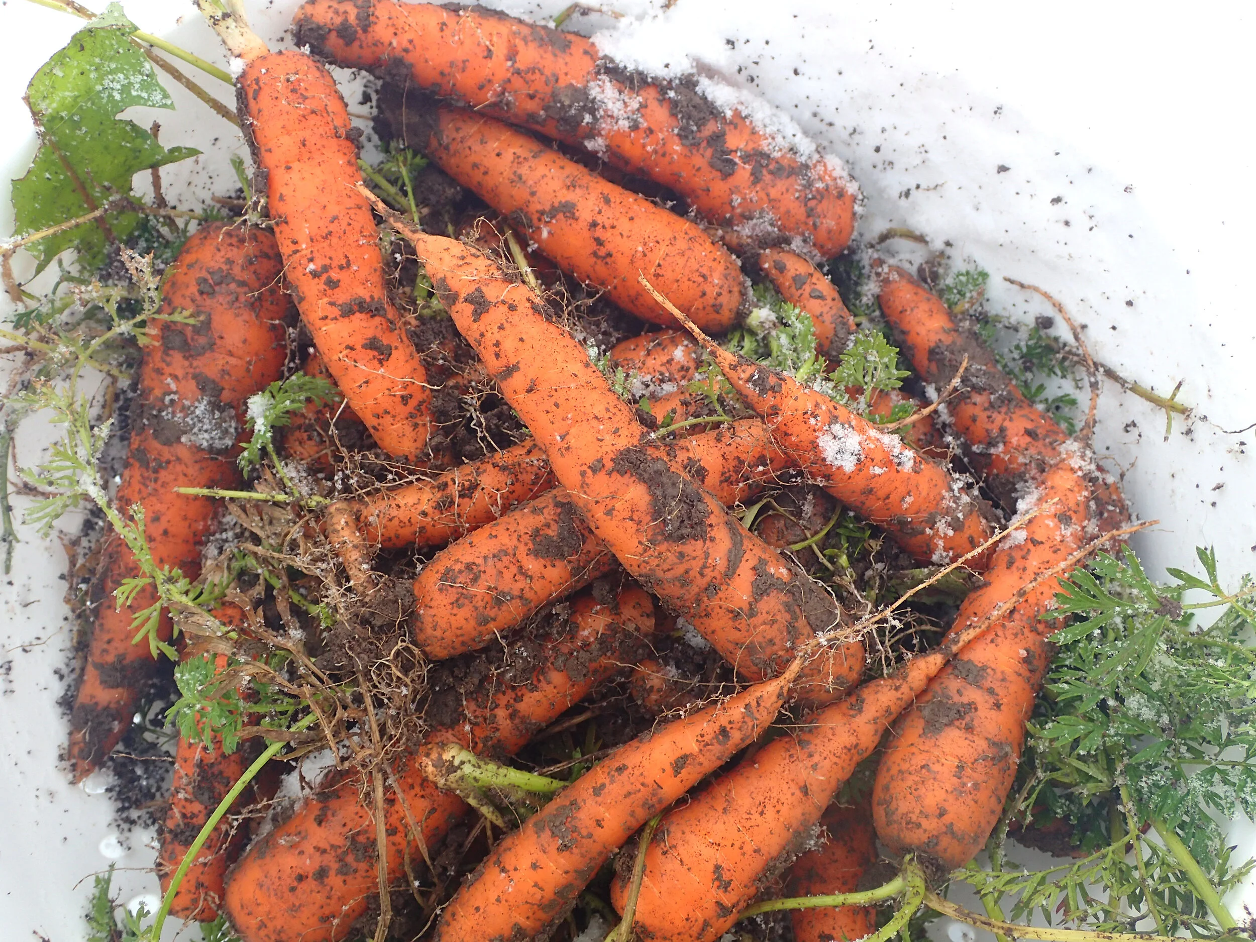 Carrots can be harvested through the snow.jpeg