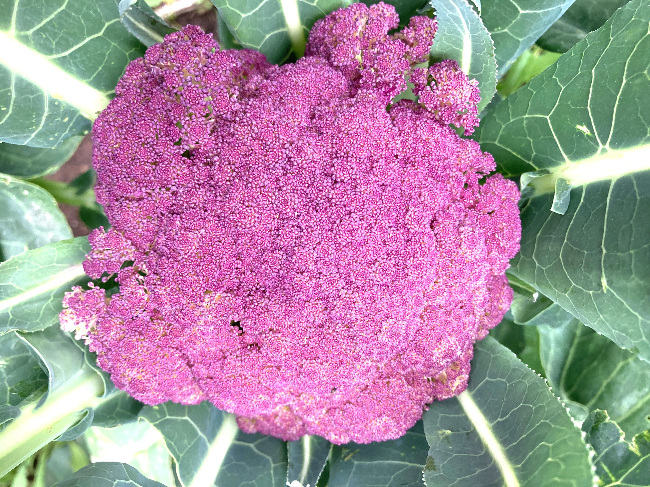 Cauliflower is another veg that grows better in the fall.jpeg