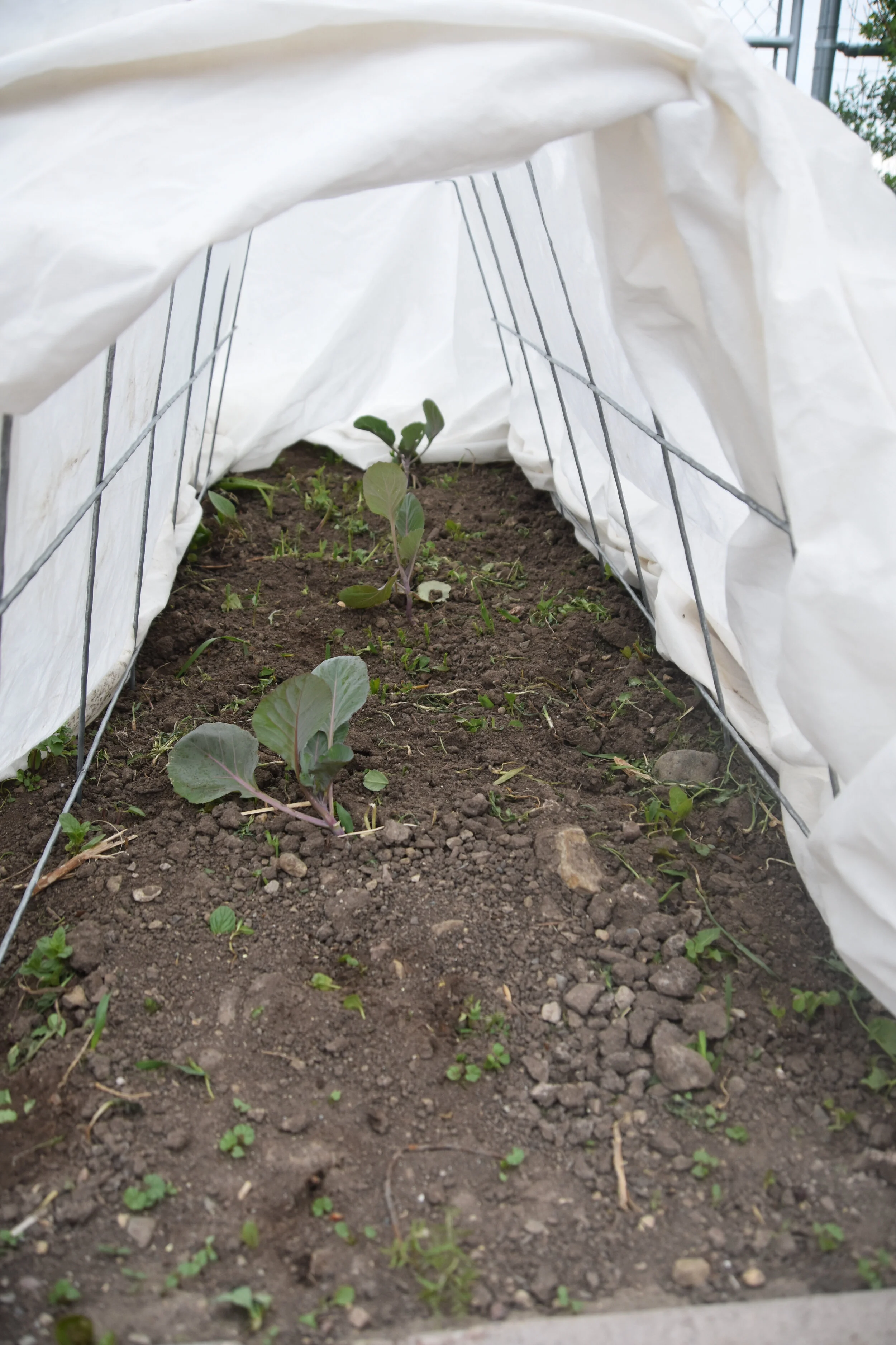 Cabbage plants under a low tunnel of protection with a heavy row cover blanket..jpeg