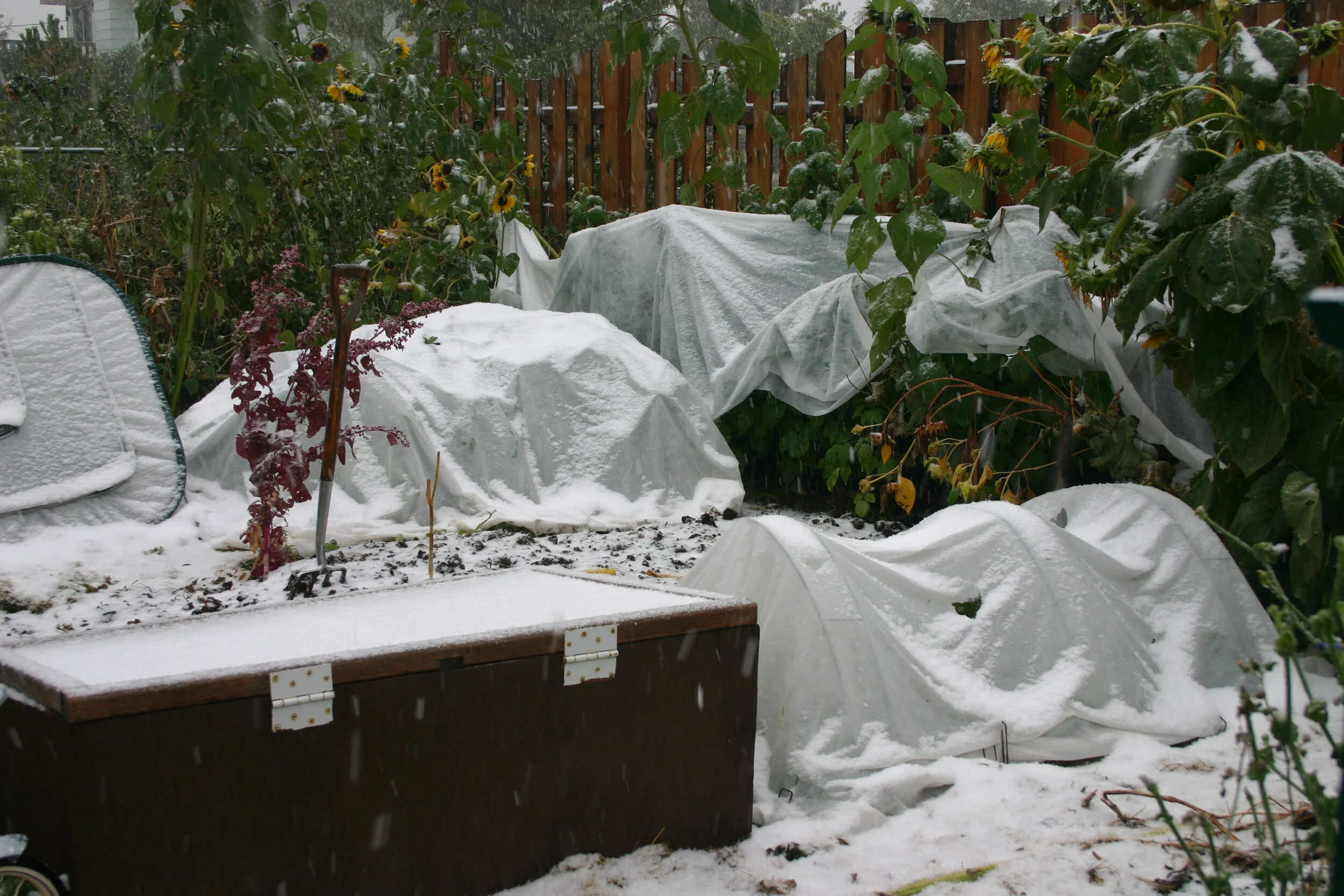 Protecting the garden in a Sept snowstorm.jpeg