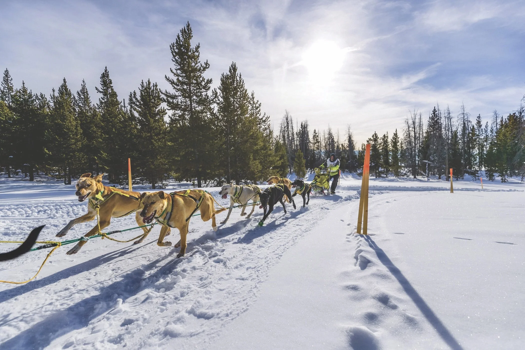 Page 4 Dog Sled.jpg
