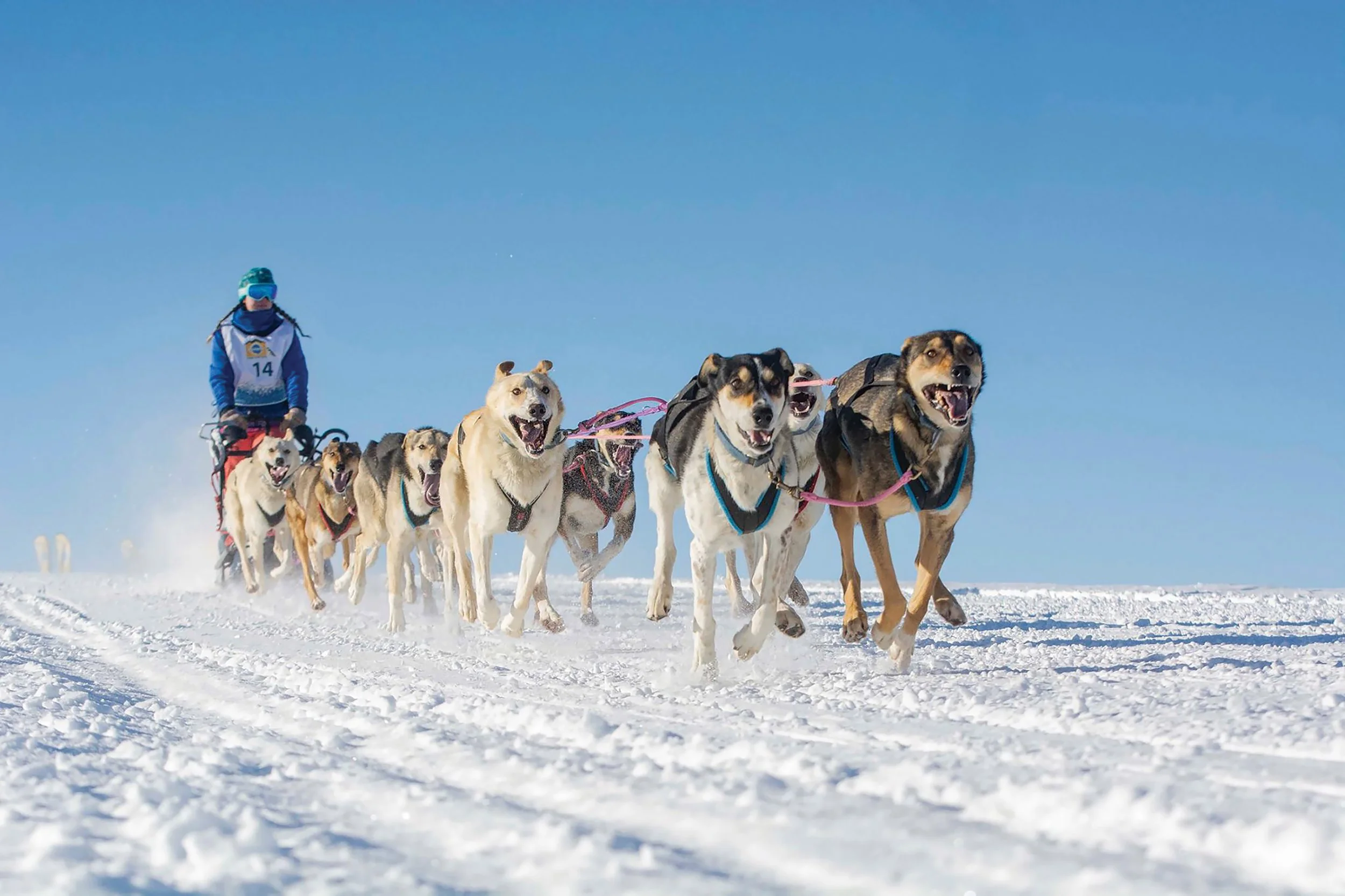 updated cover shot dogsled.jpg