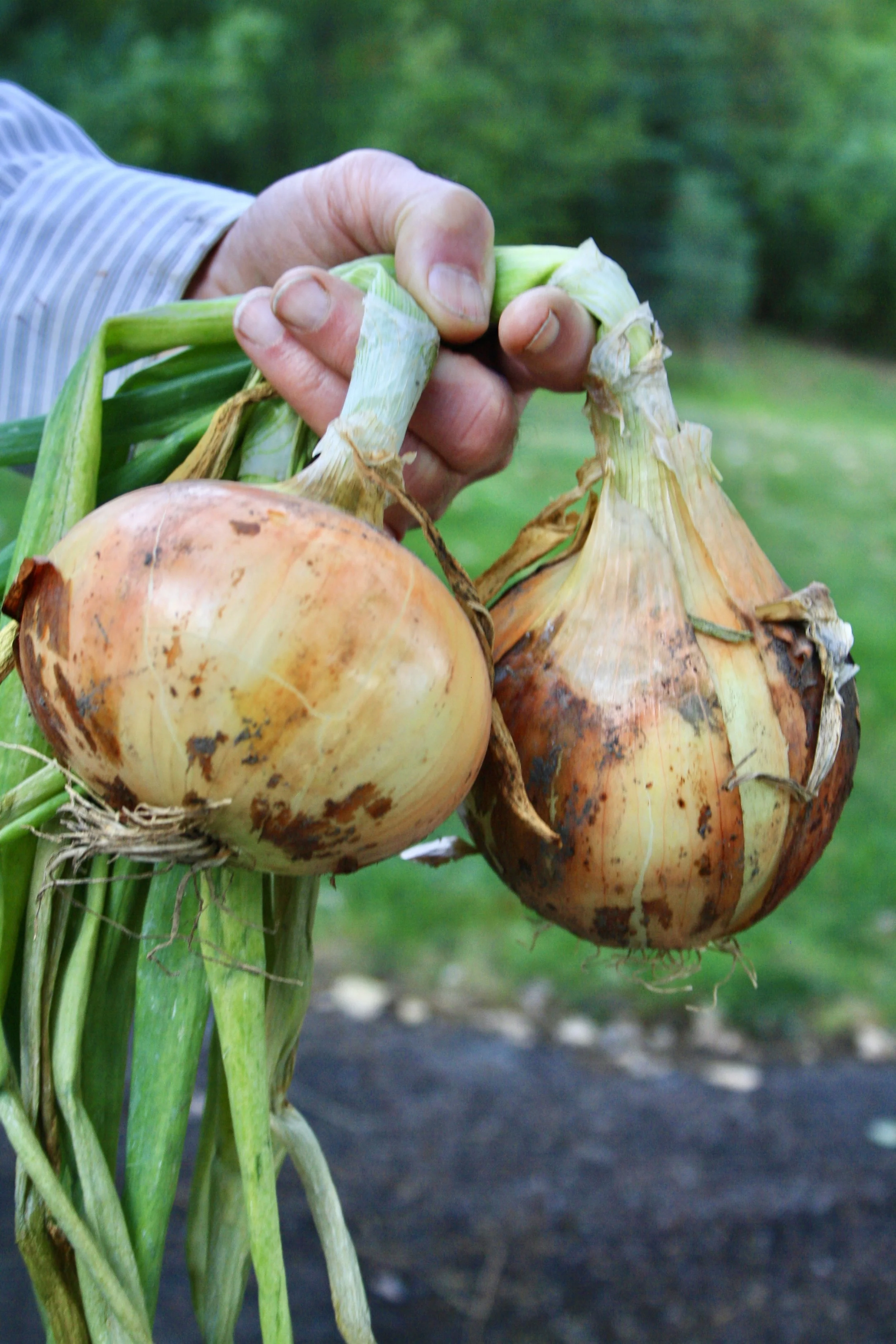 Large yellow Spanish onions. Grisak.jpeg