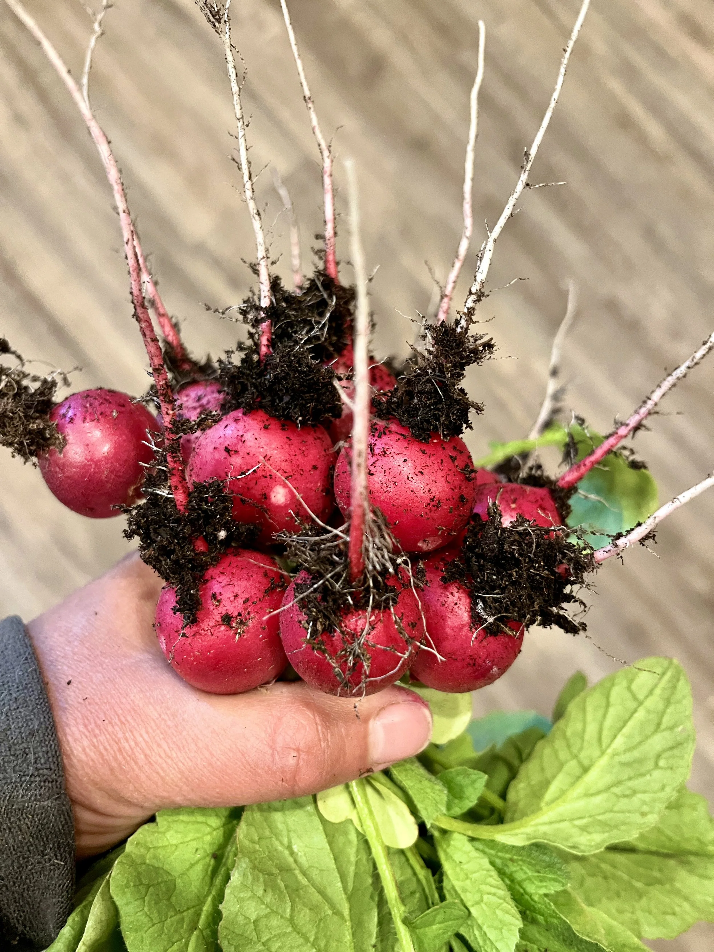 Radishes.jpeg