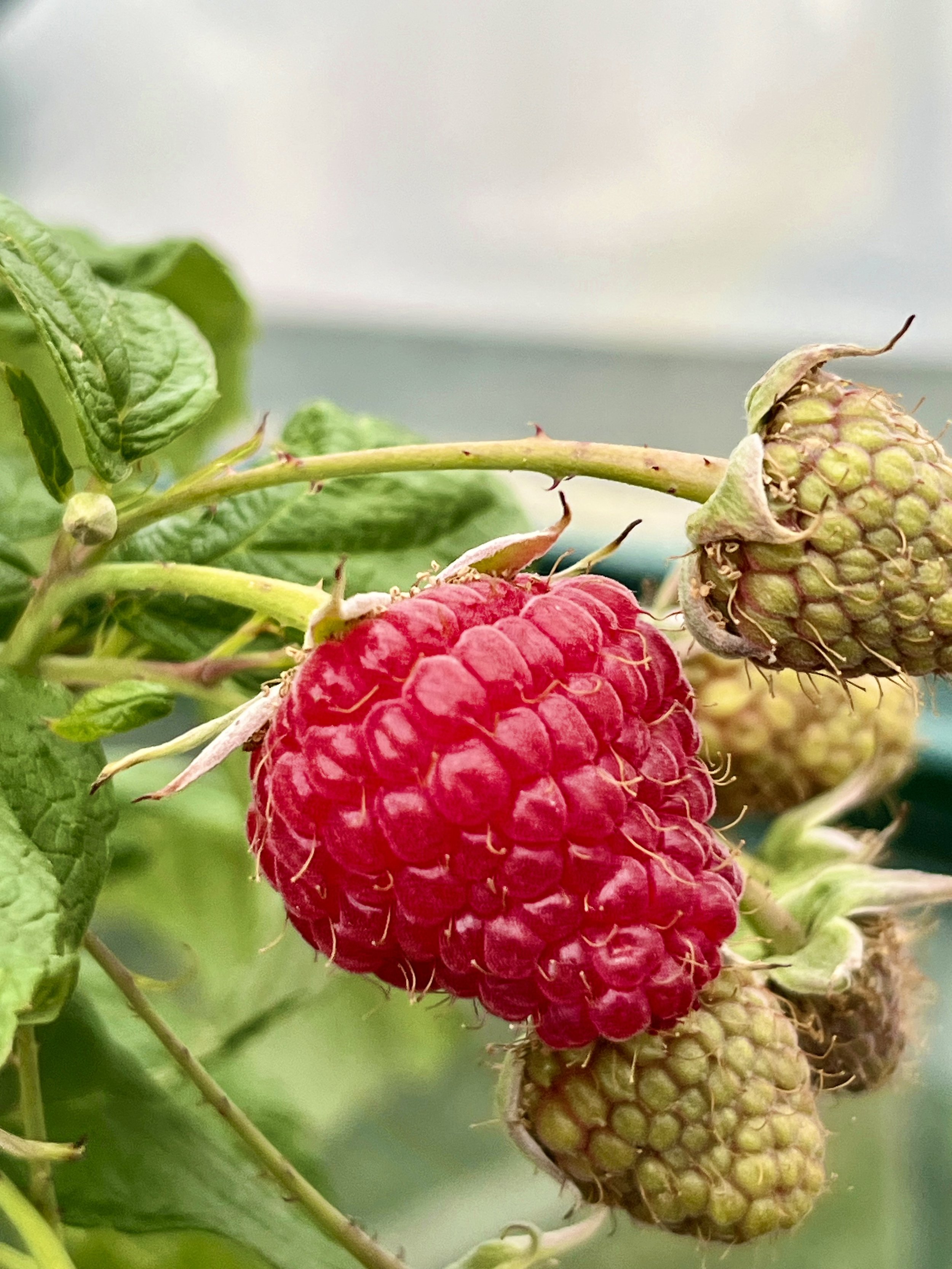 Raspberries are high value.jpeg