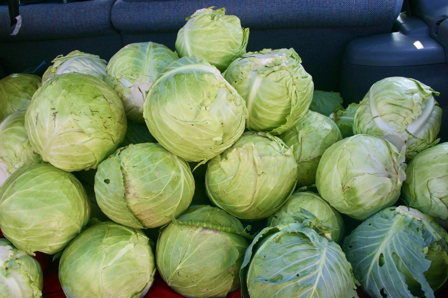 Lots of cabbage!.jpeg