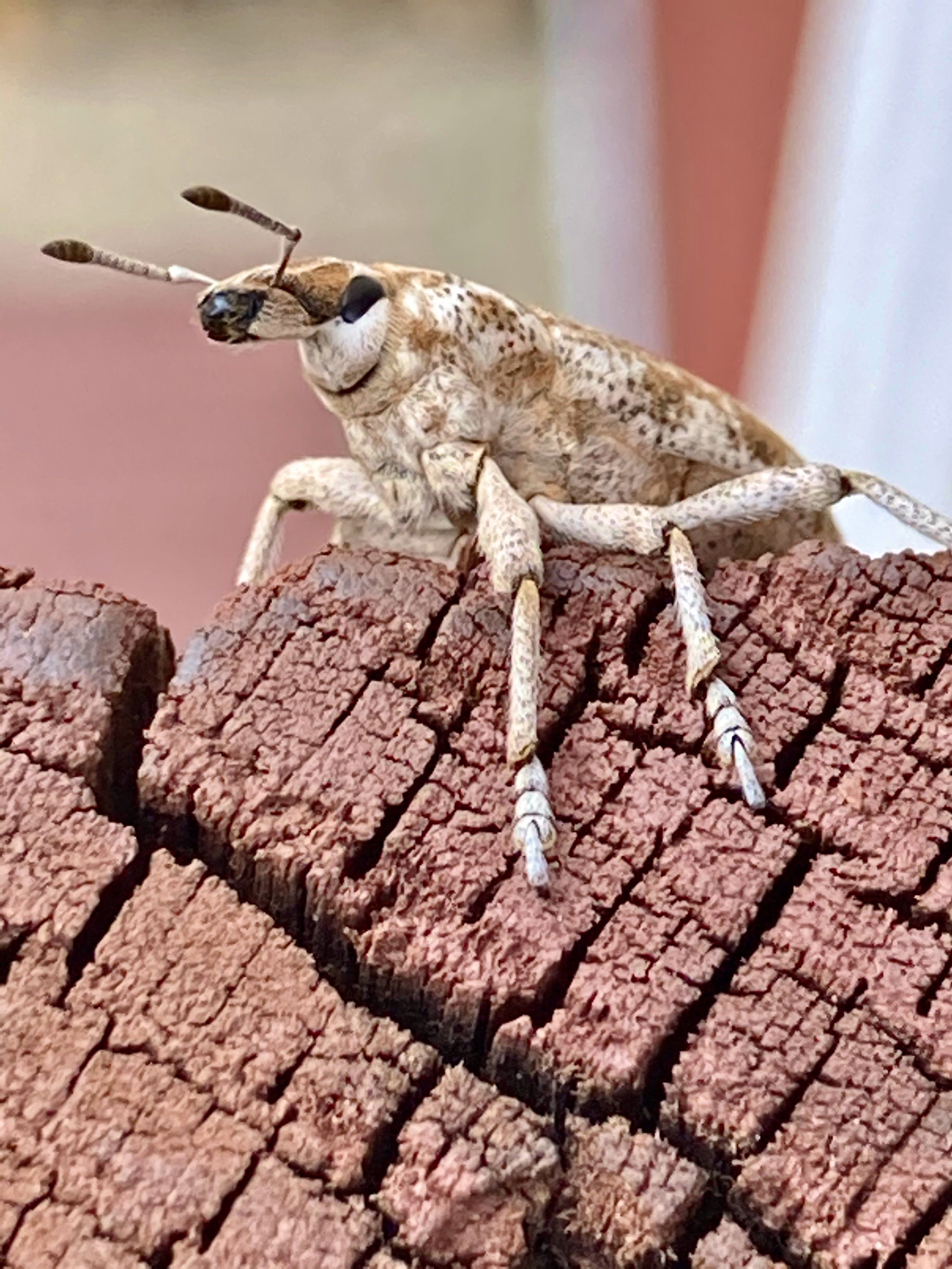 Knapweed root weevil. Grisak.jpeg