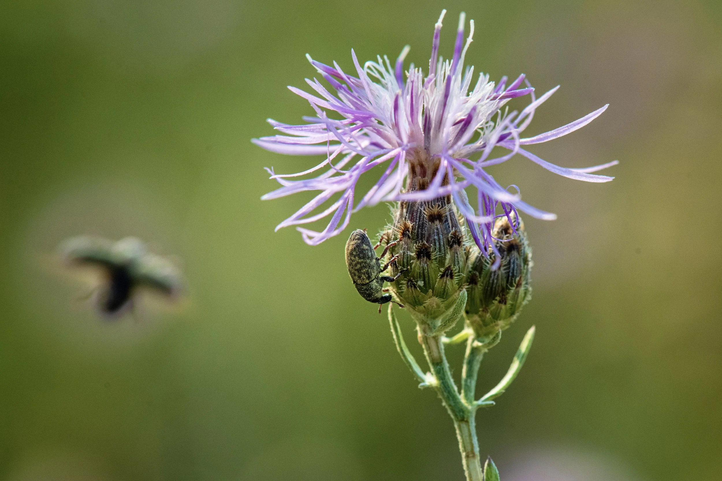Weevil on knapweed. Courtesy USDA.jpg