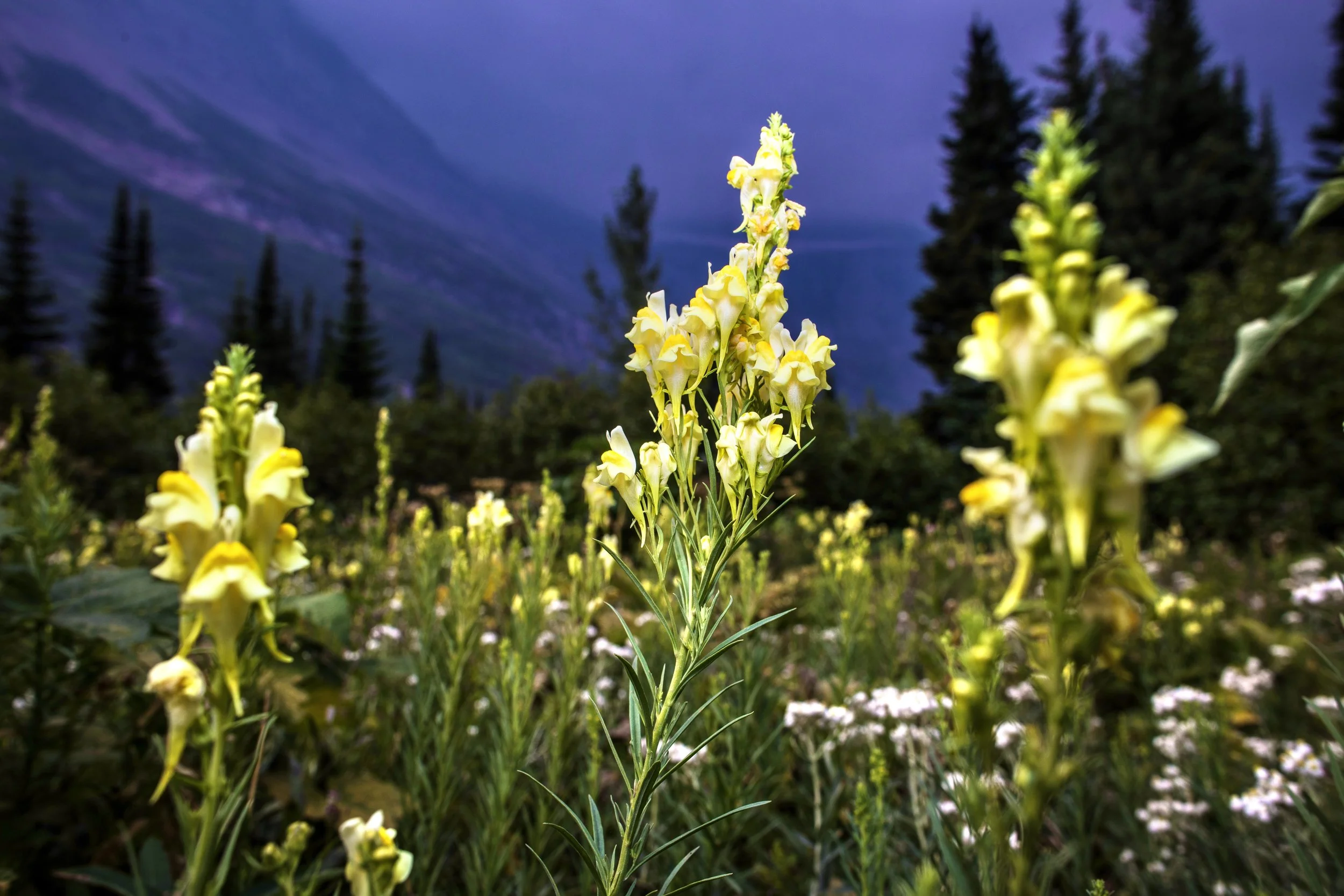 Yellow toadflax. Courtesy of Glacier National Park.jpg