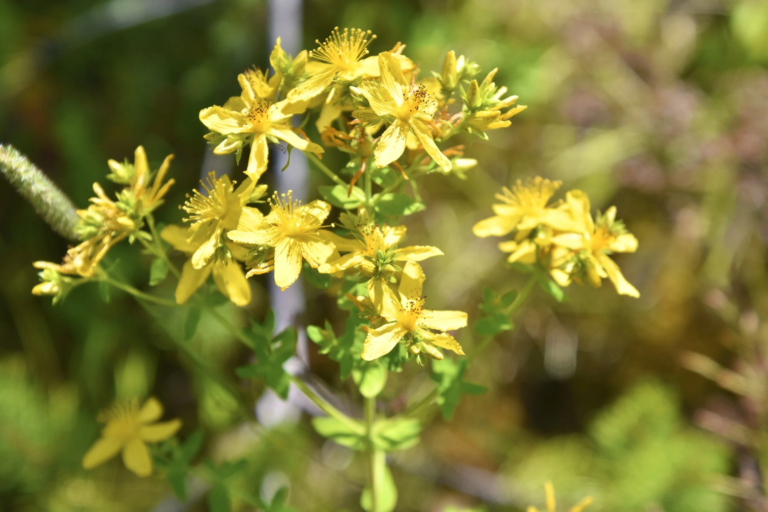 St. Johnswort. Grisak.jpg