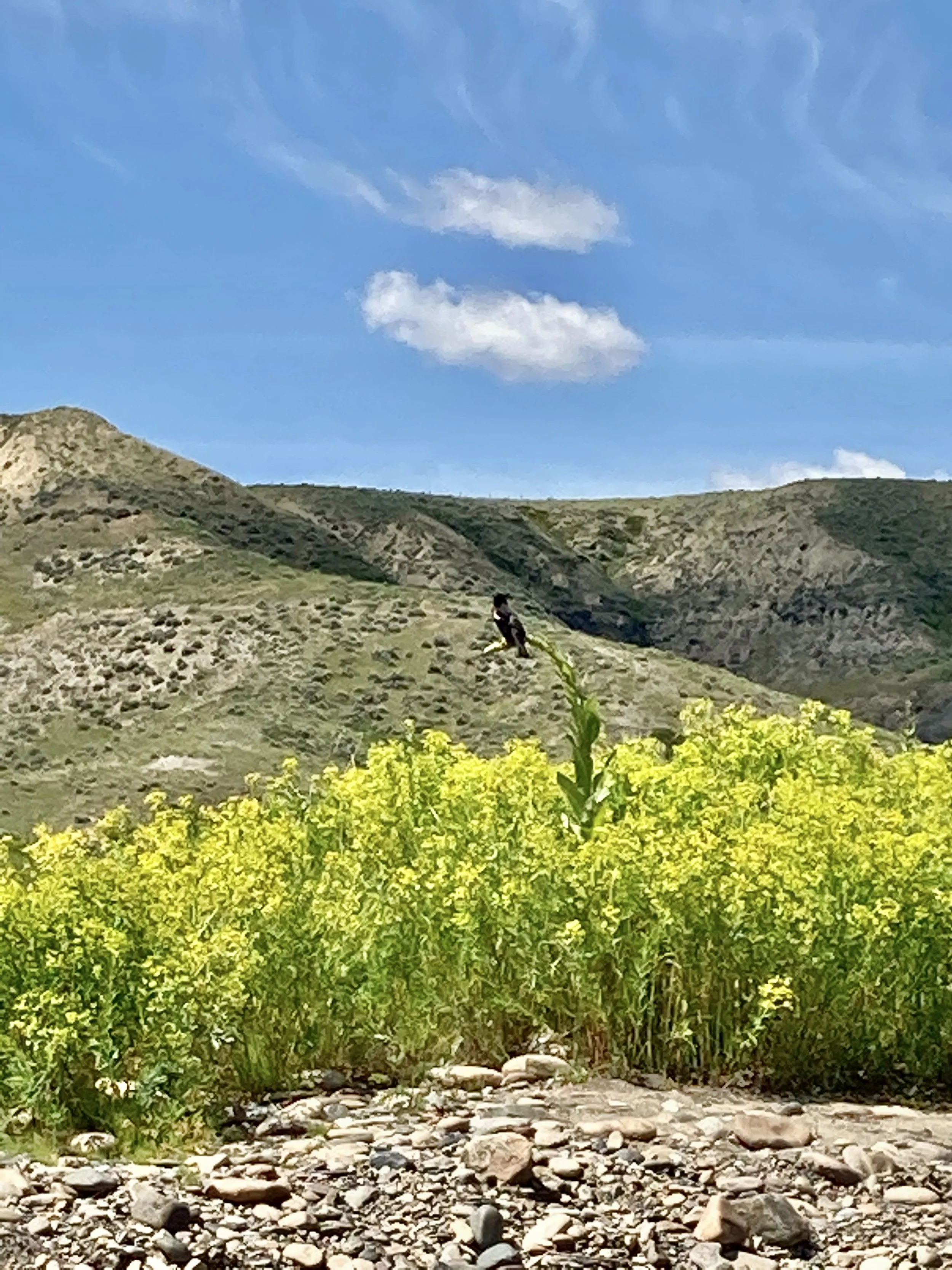 Leafy spurge is a big problem. Grisak.jpeg