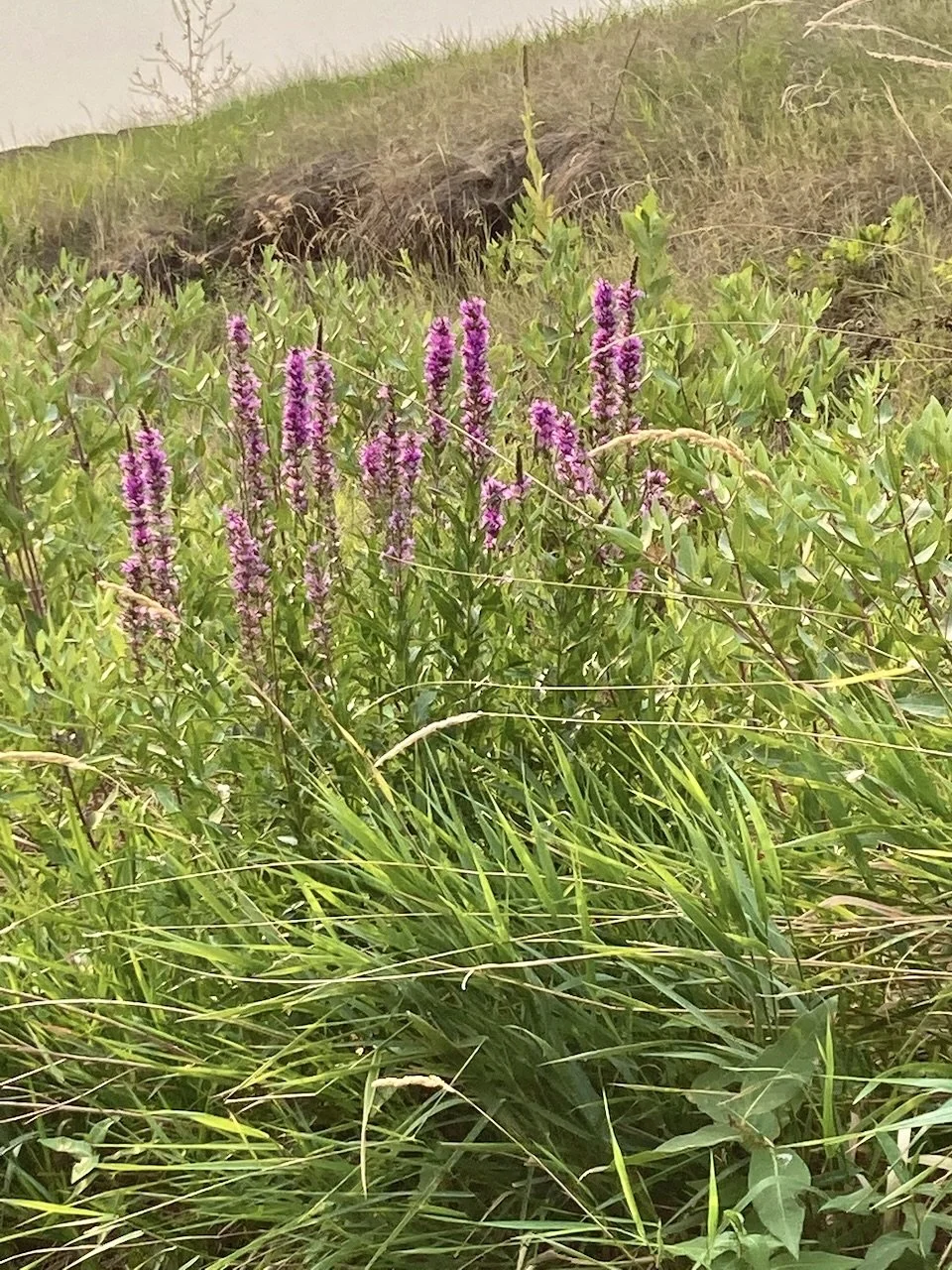 Purple loosestrife. Grisak.jpeg