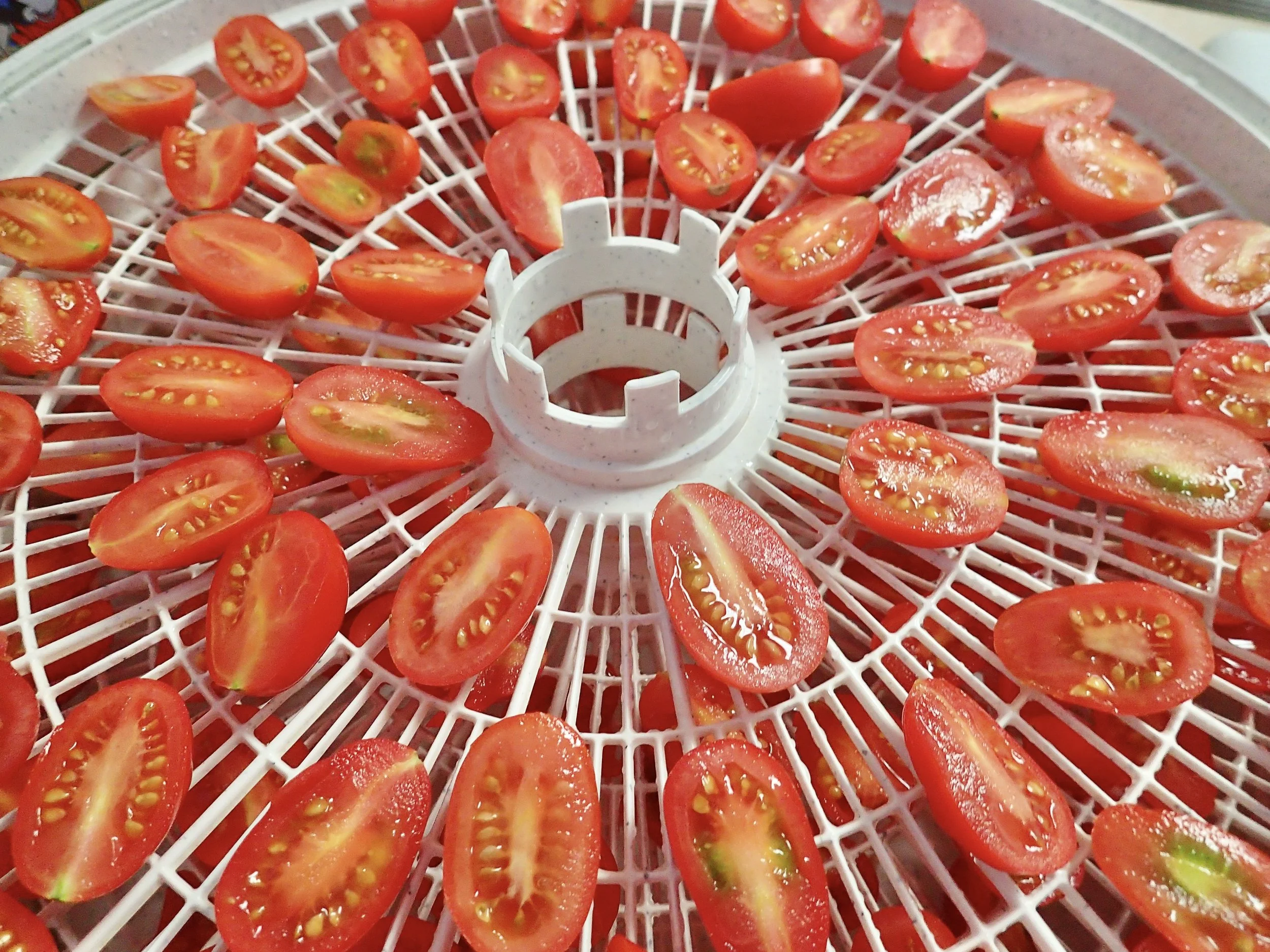Tomatoes in dehydrator.jpeg