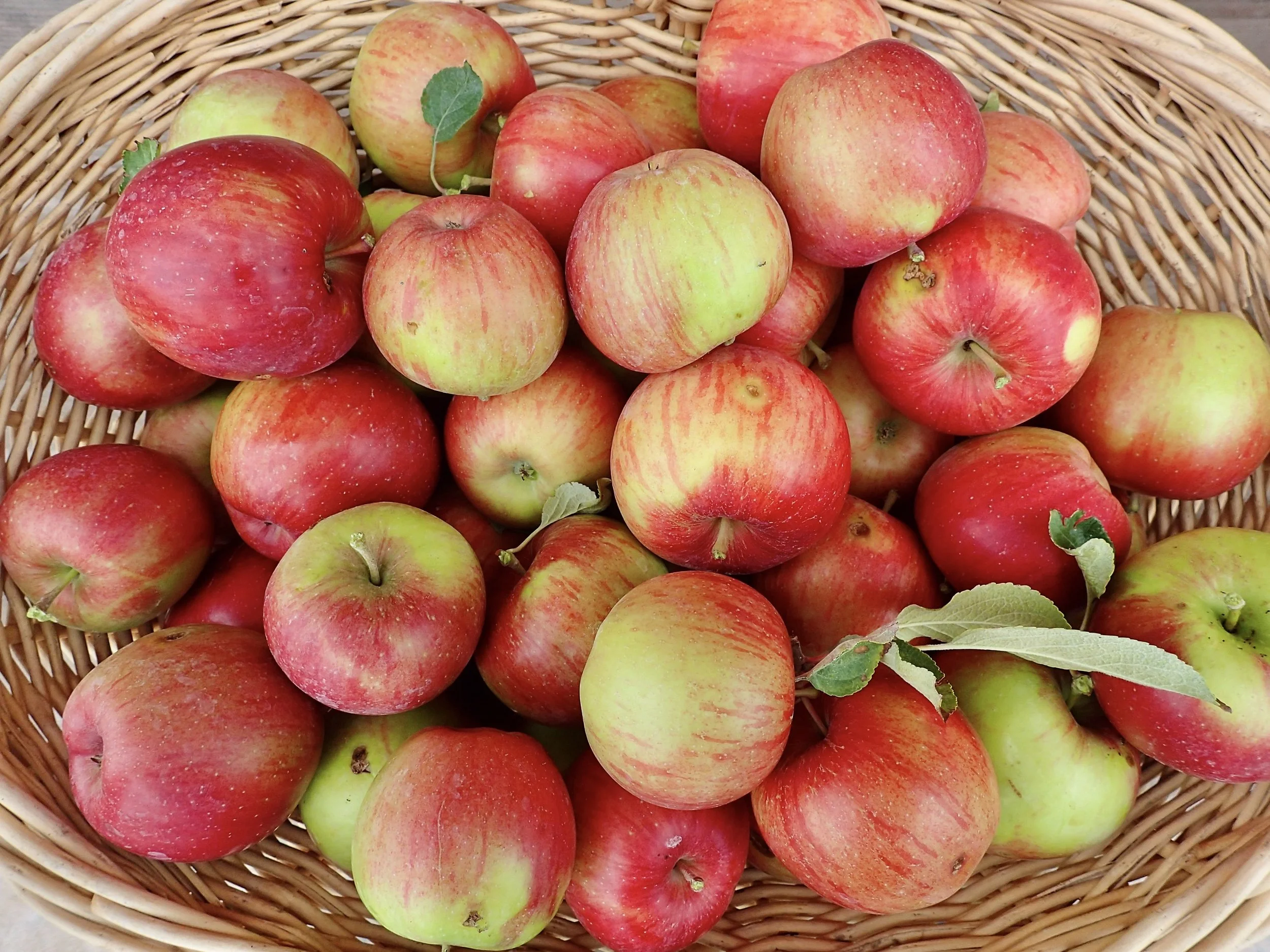Basket of apples.jpeg