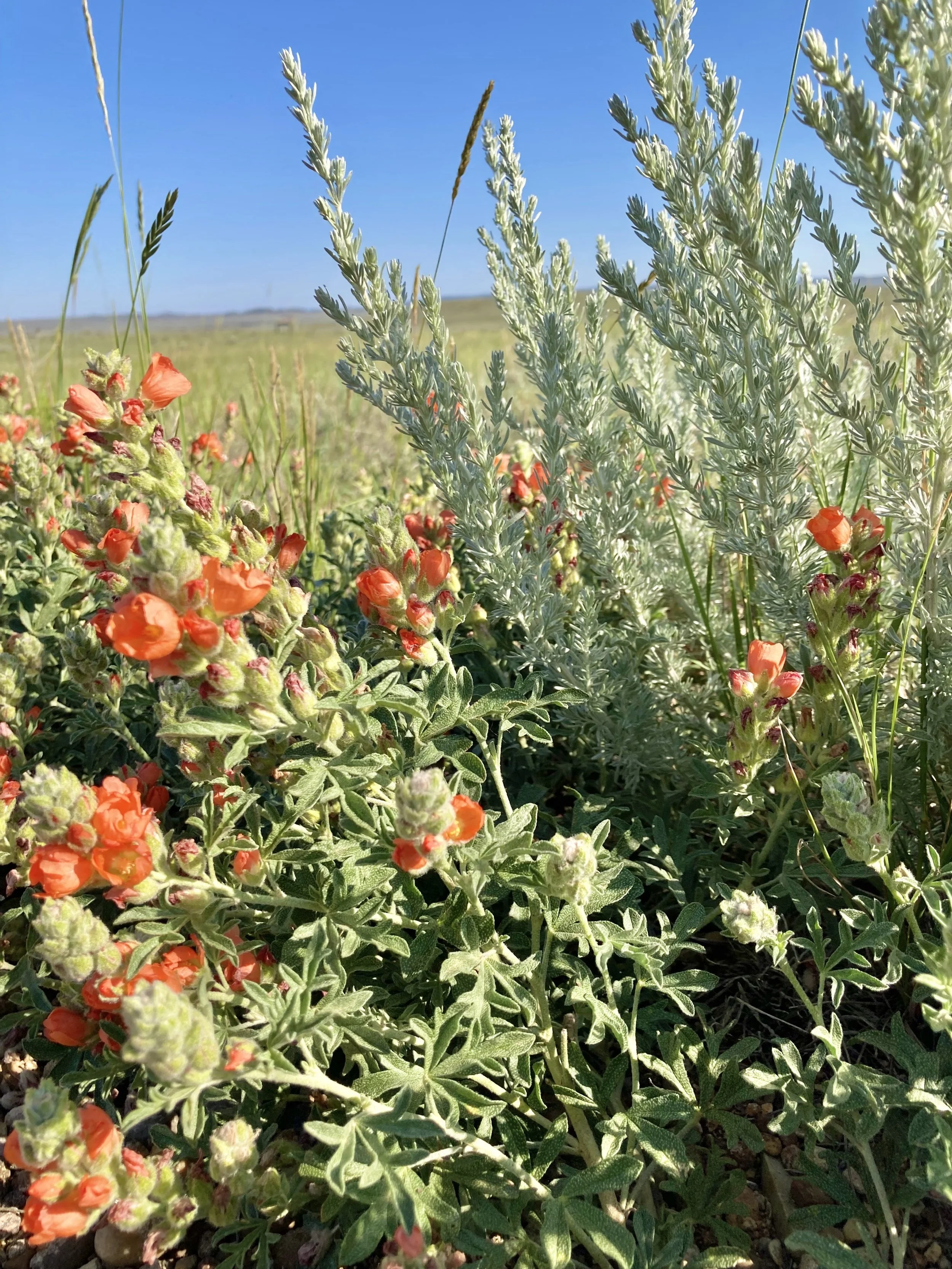 Scarlet globe mallow and prairie sagewort.jpeg