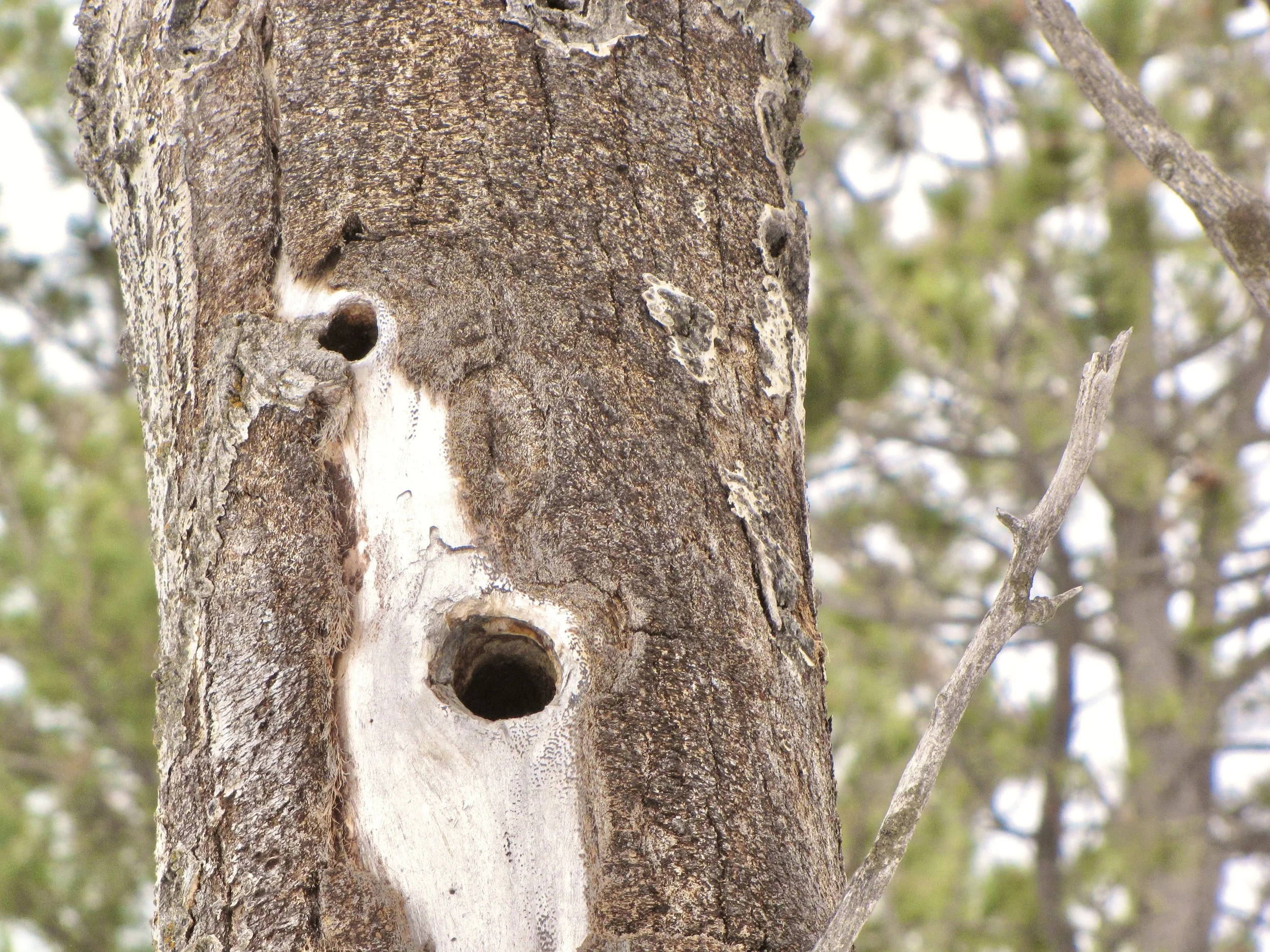 Natural cavity.jpeg