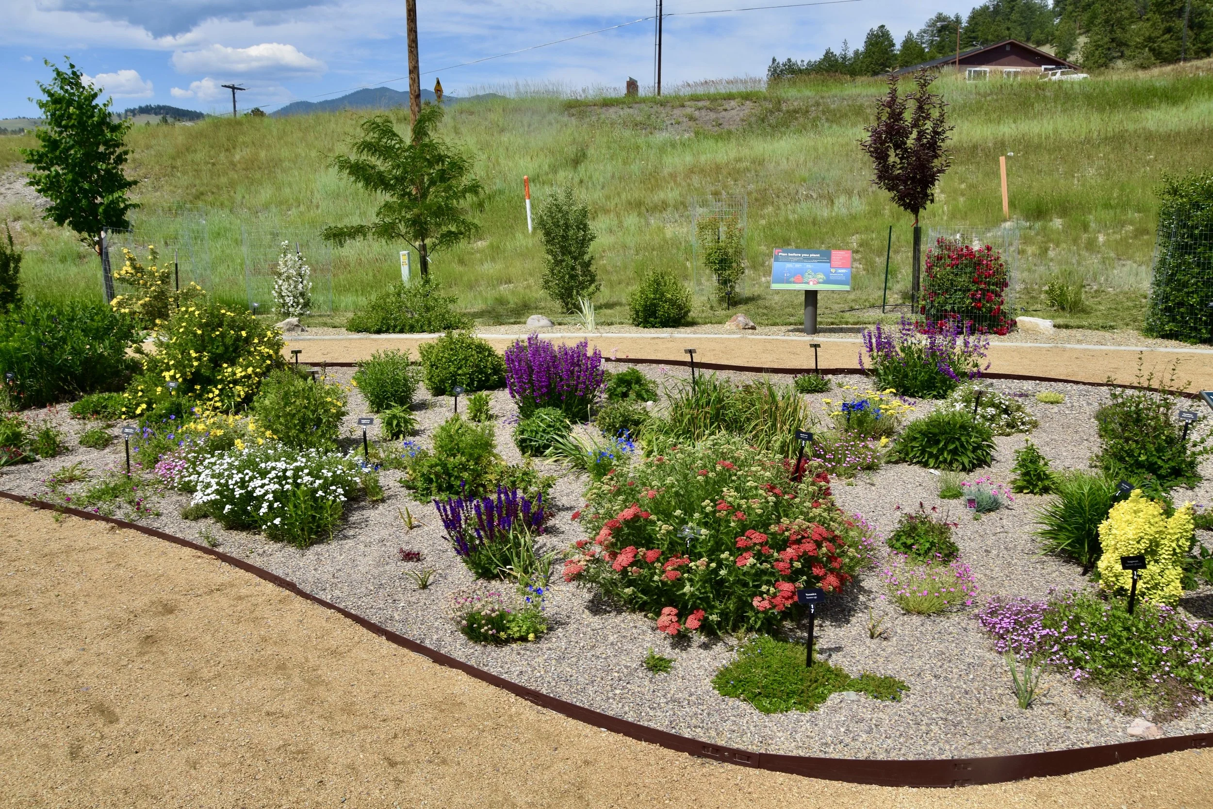 Well spaced first garden. Grisak.JPG
