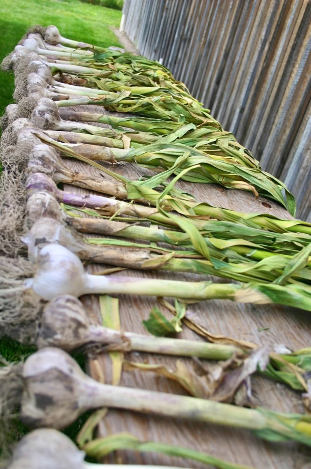 1GARLIC.jpg