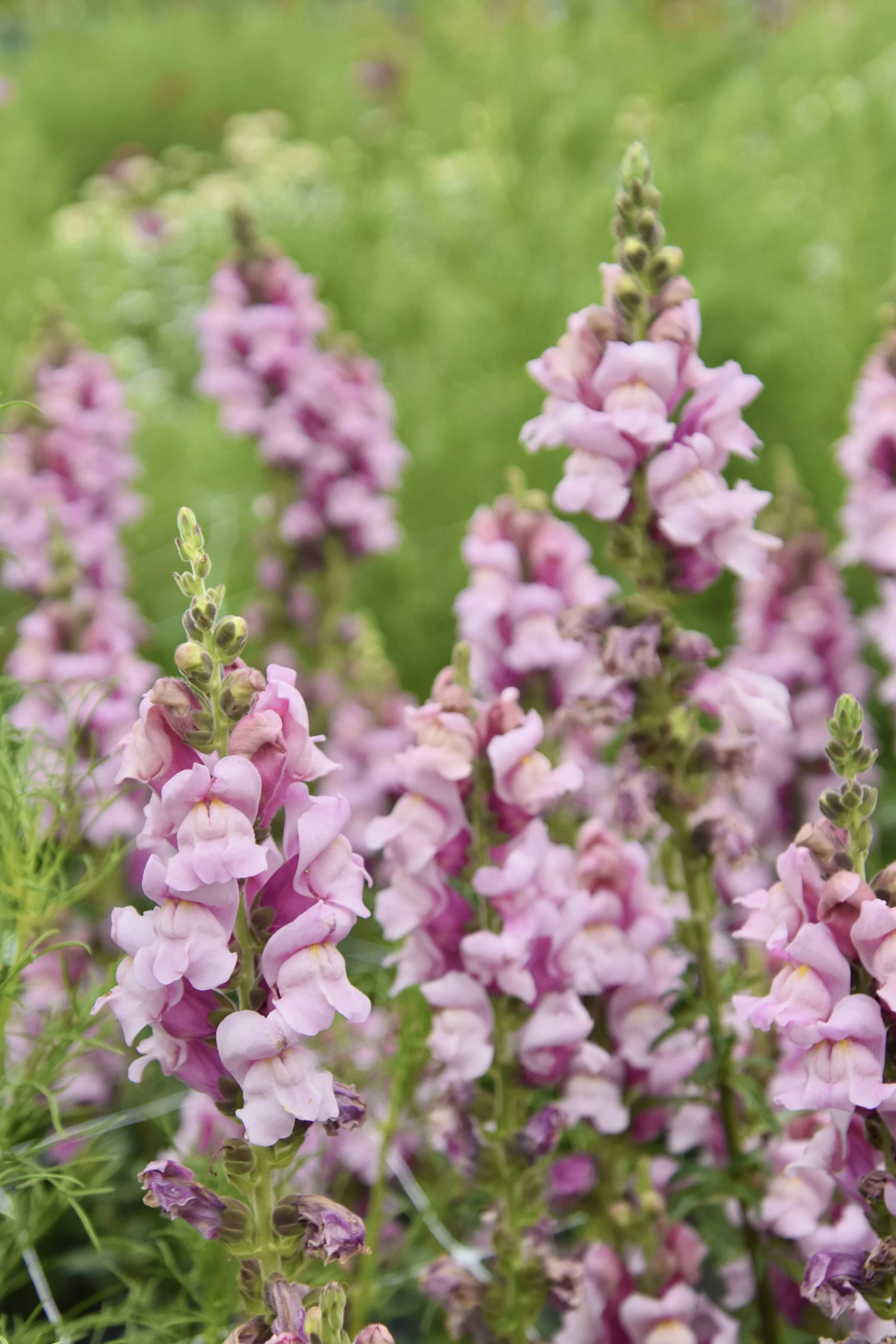 Snapdragons, Grisak.jpeg