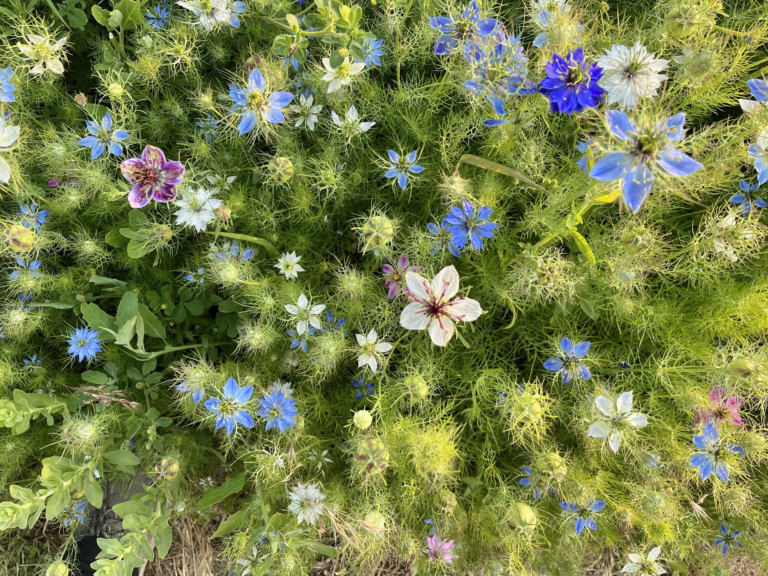 Beautiful nigella. Grisak.jpeg