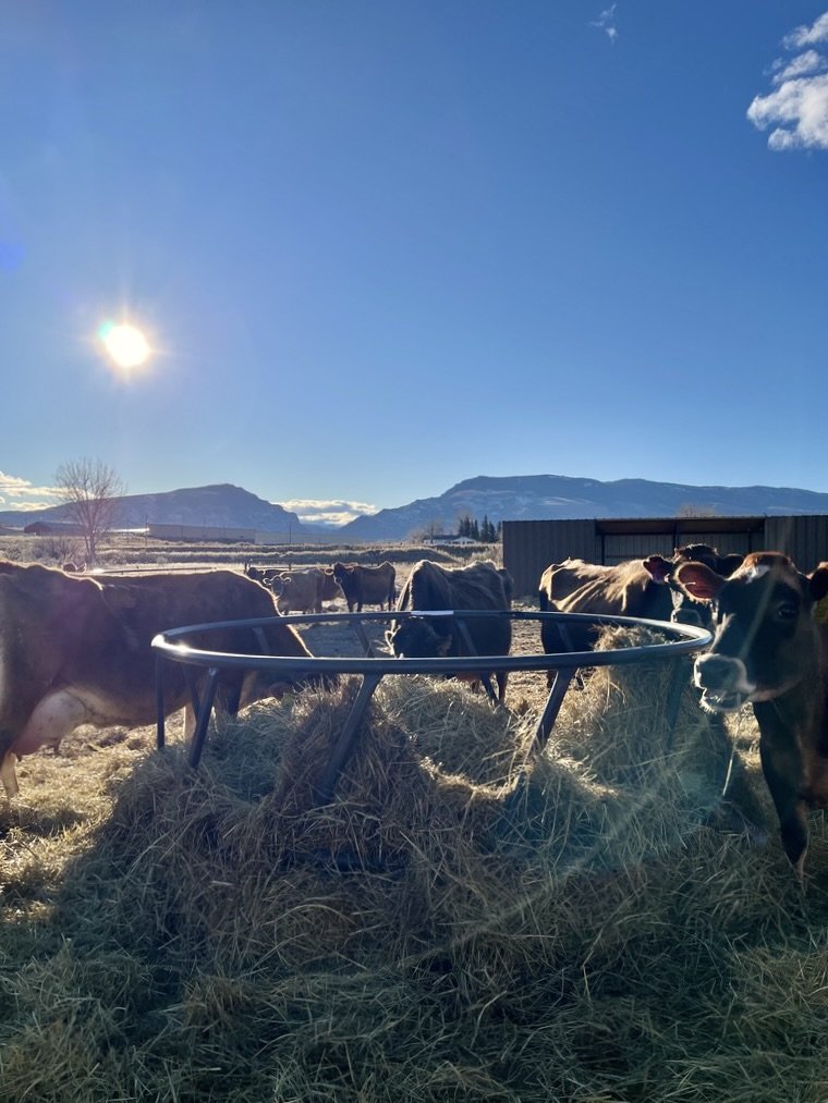 The Whey to an Udderly Delightful Dream